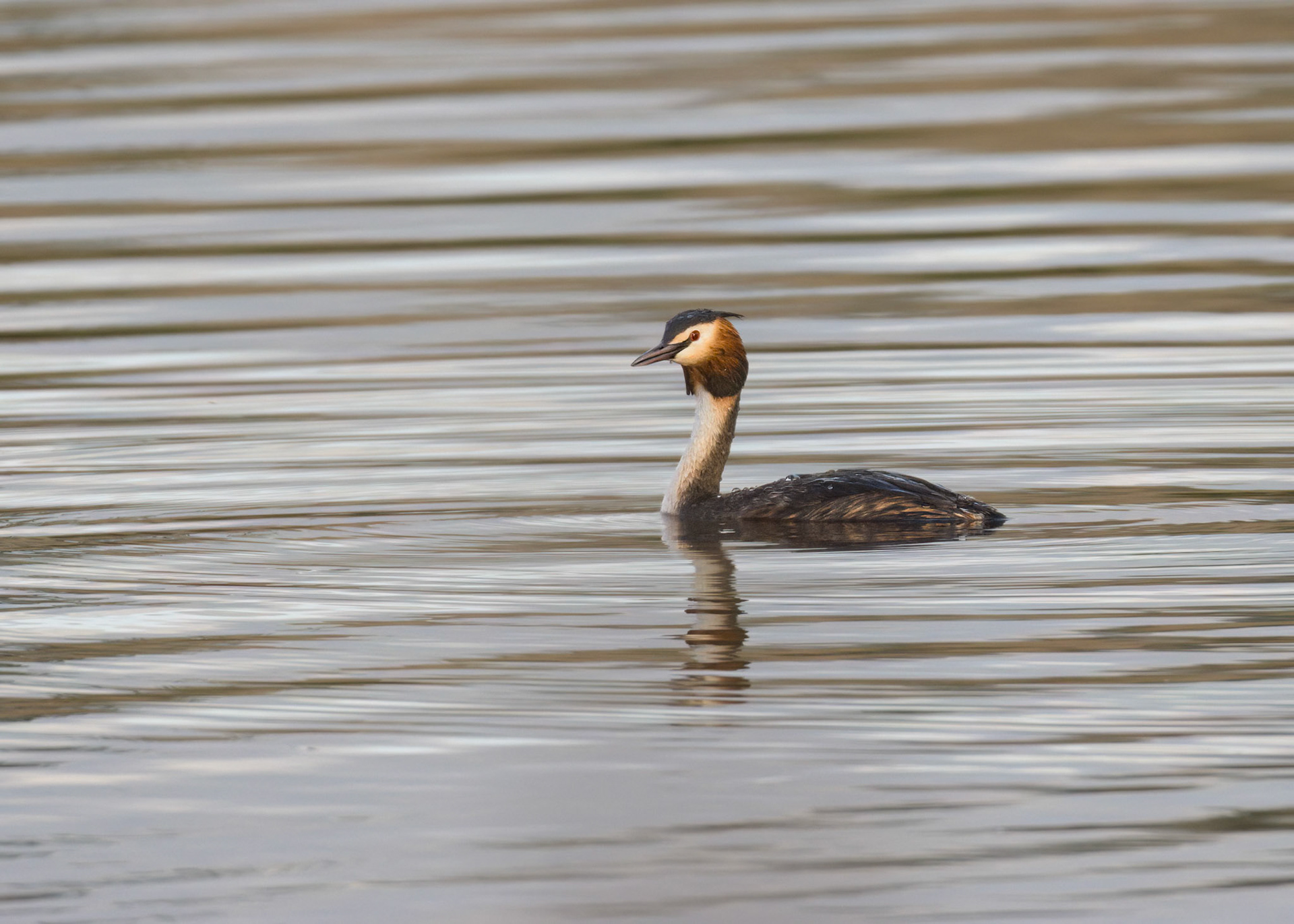 Great-Crested Grebe