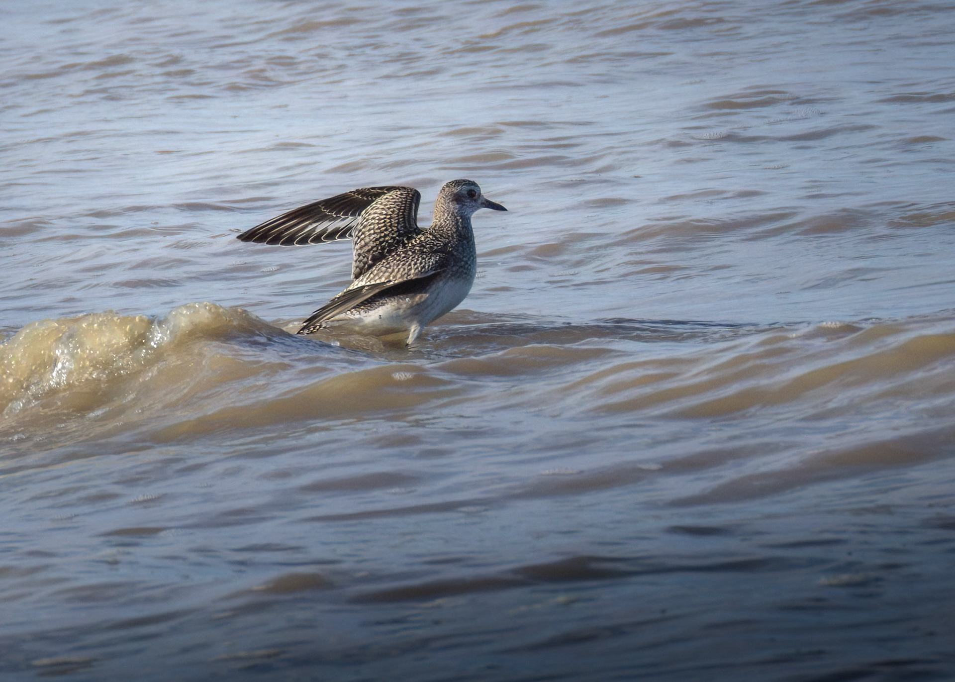 Grey Plover