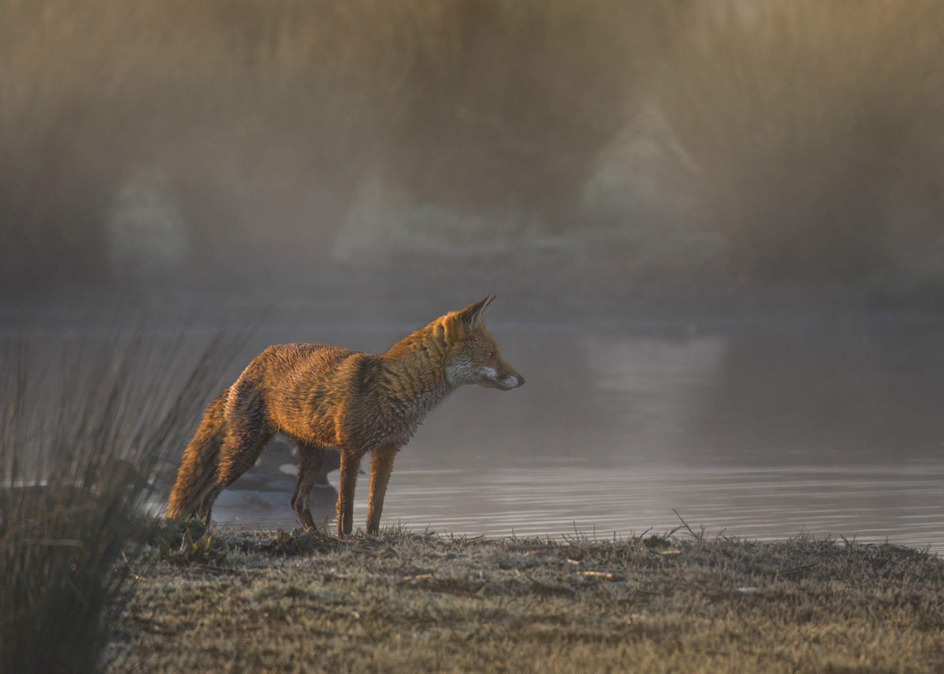 Female Fox at sunrise