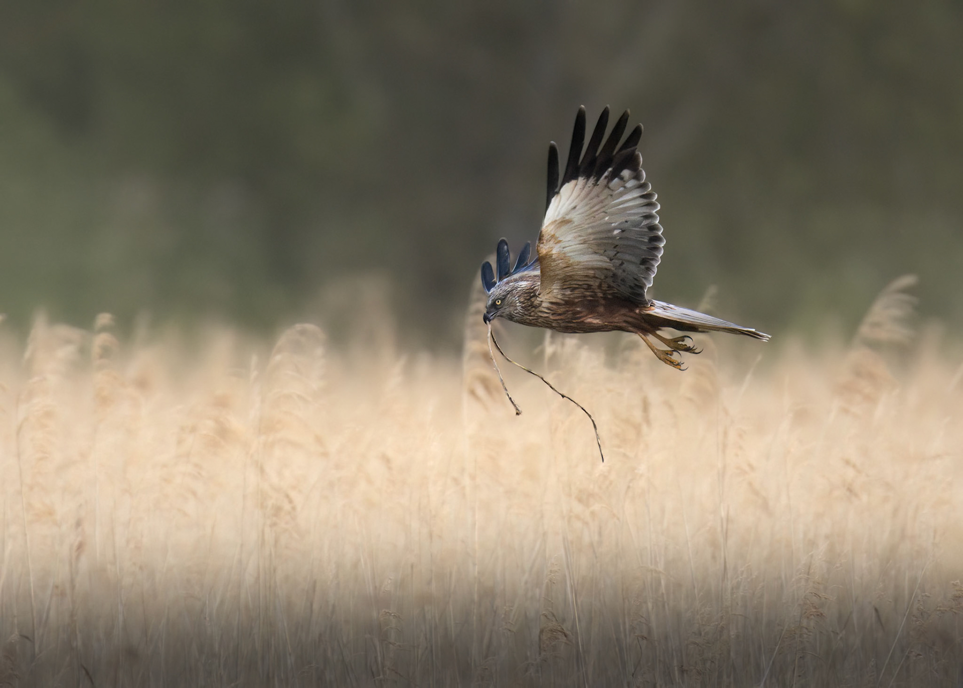 Marsh Harrier
