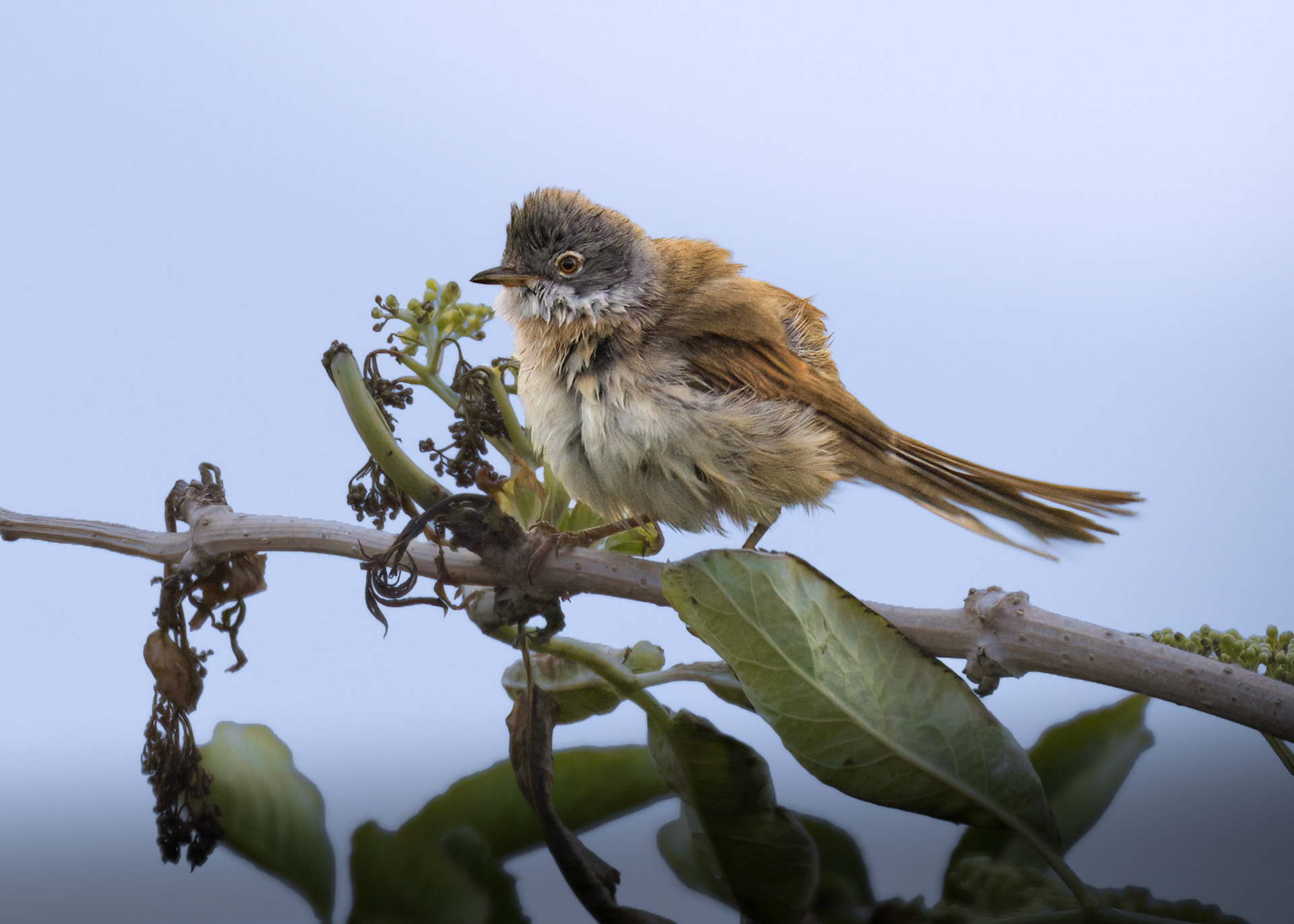 Greater Whitethroat