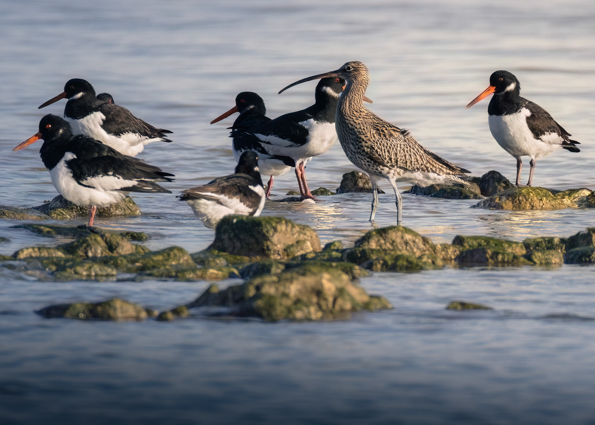 Curlew