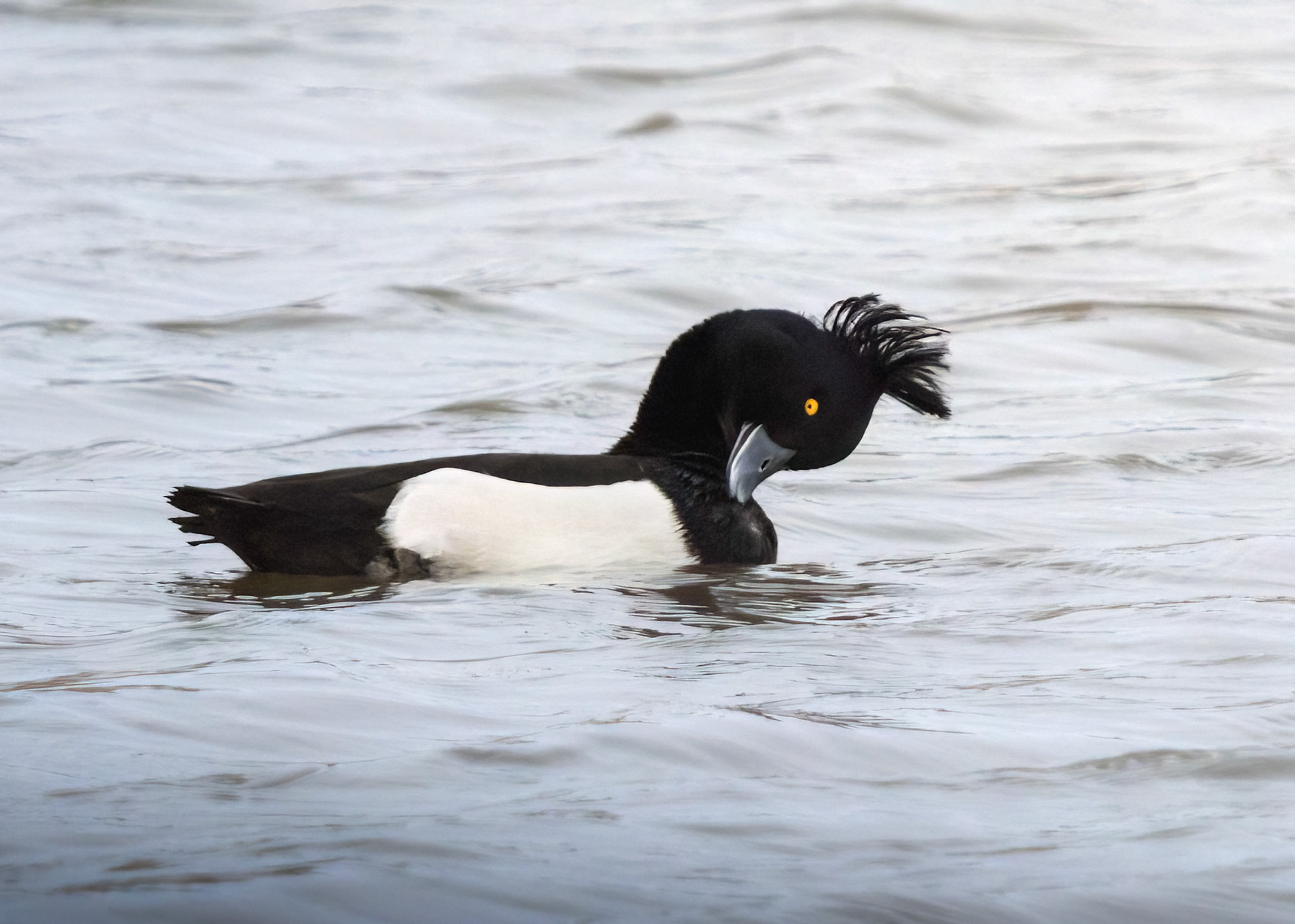 Tufted Duck