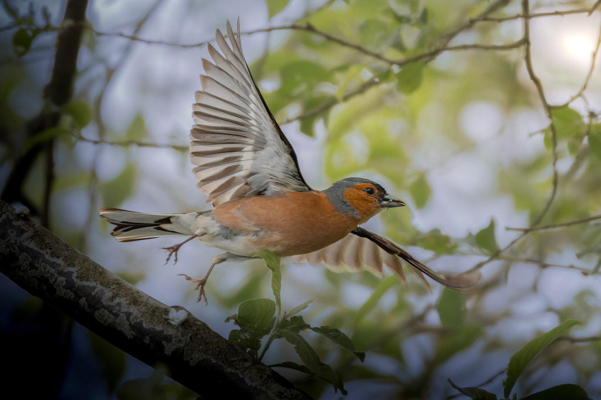 Common Chaffinch