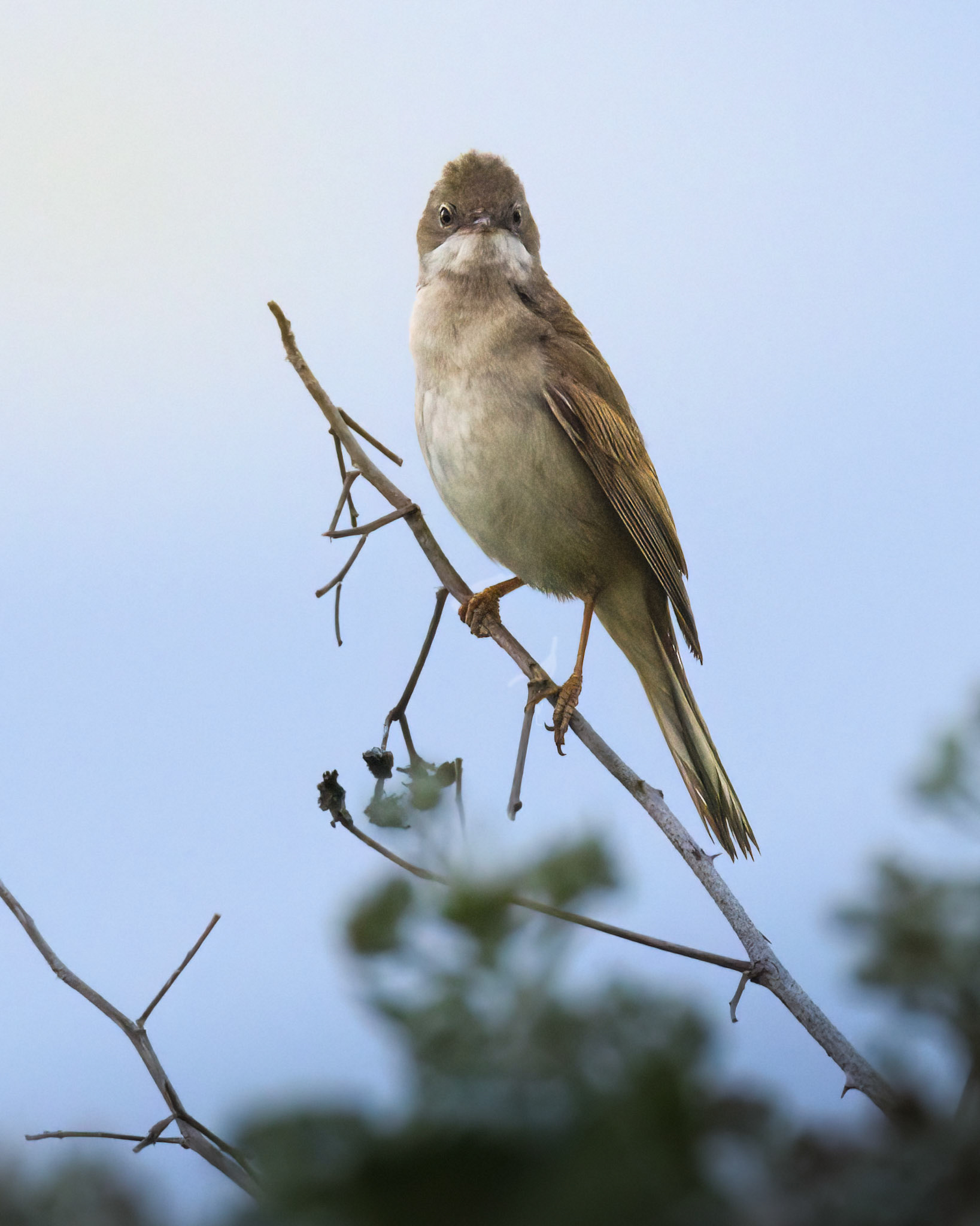 Greater Whitethroat
