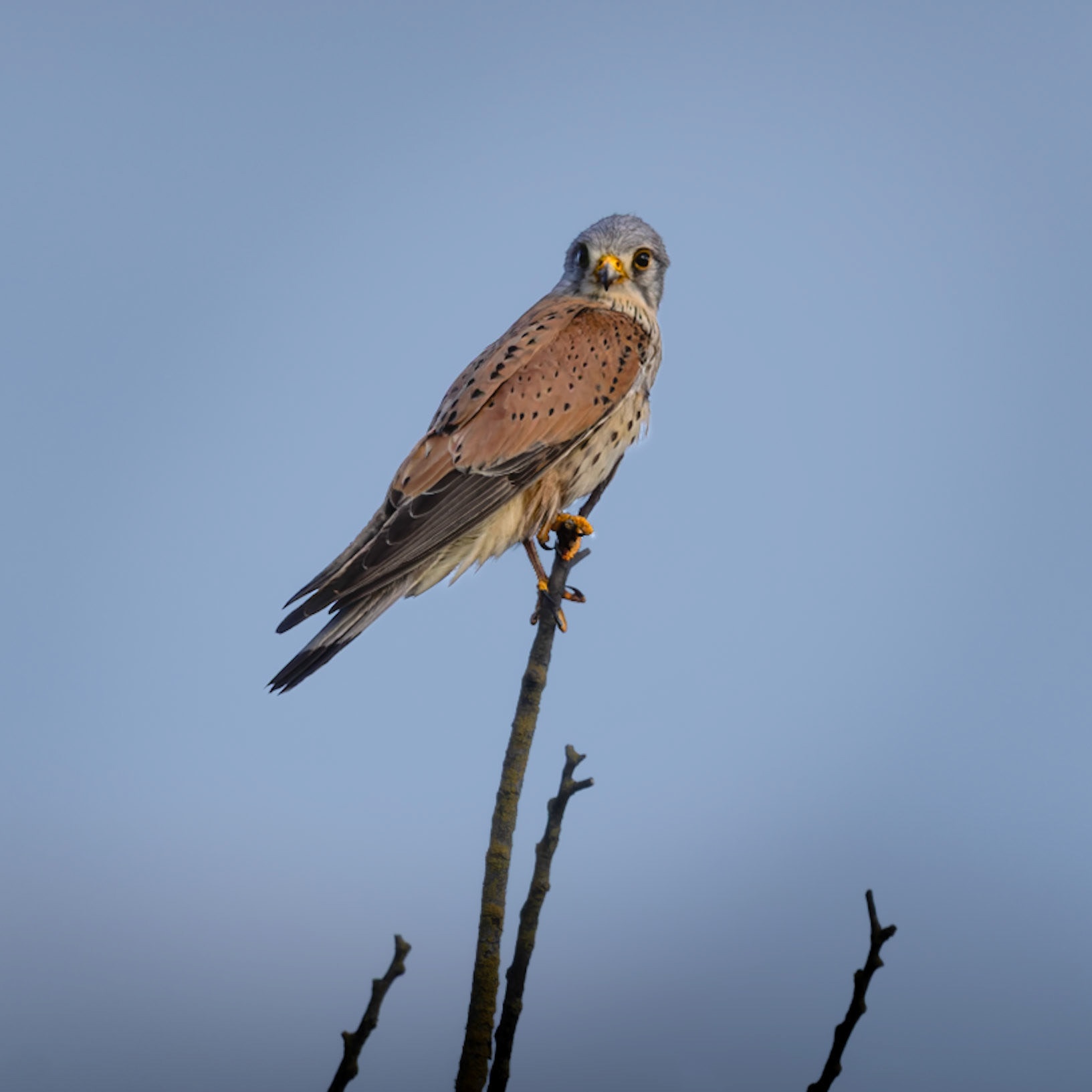 Kestral