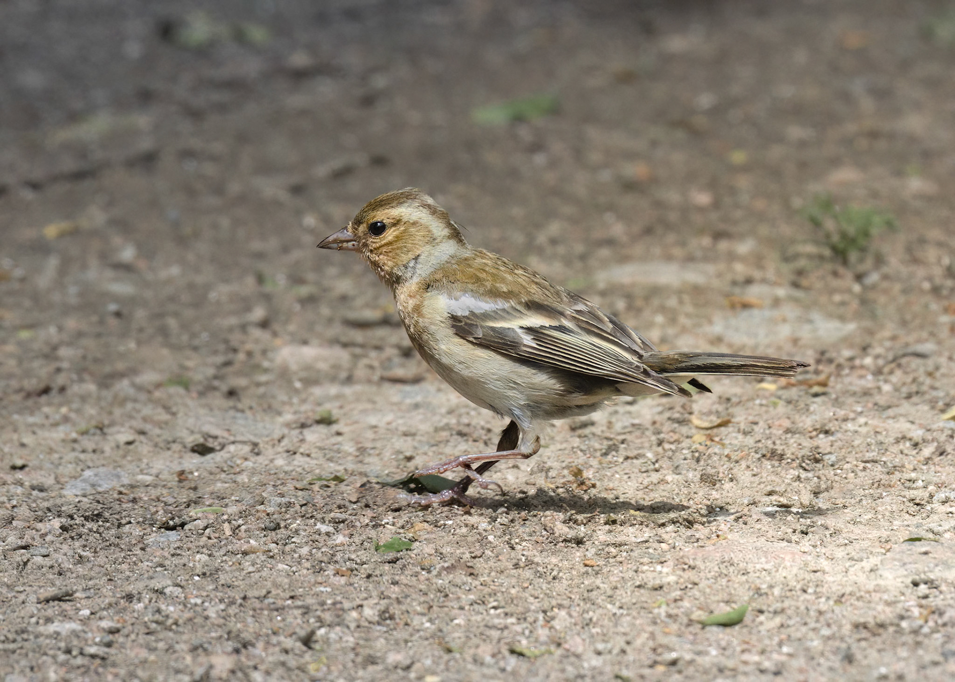 Common Chaffinch