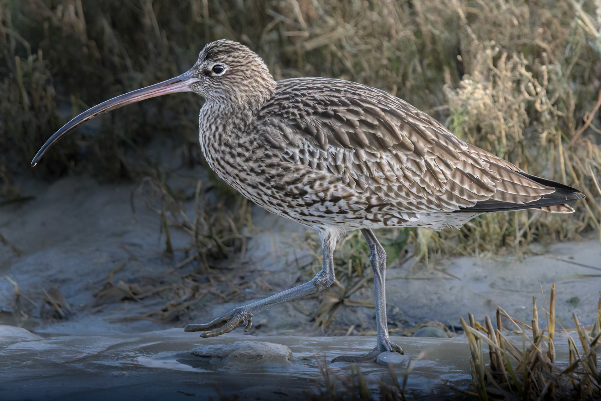 Curlew