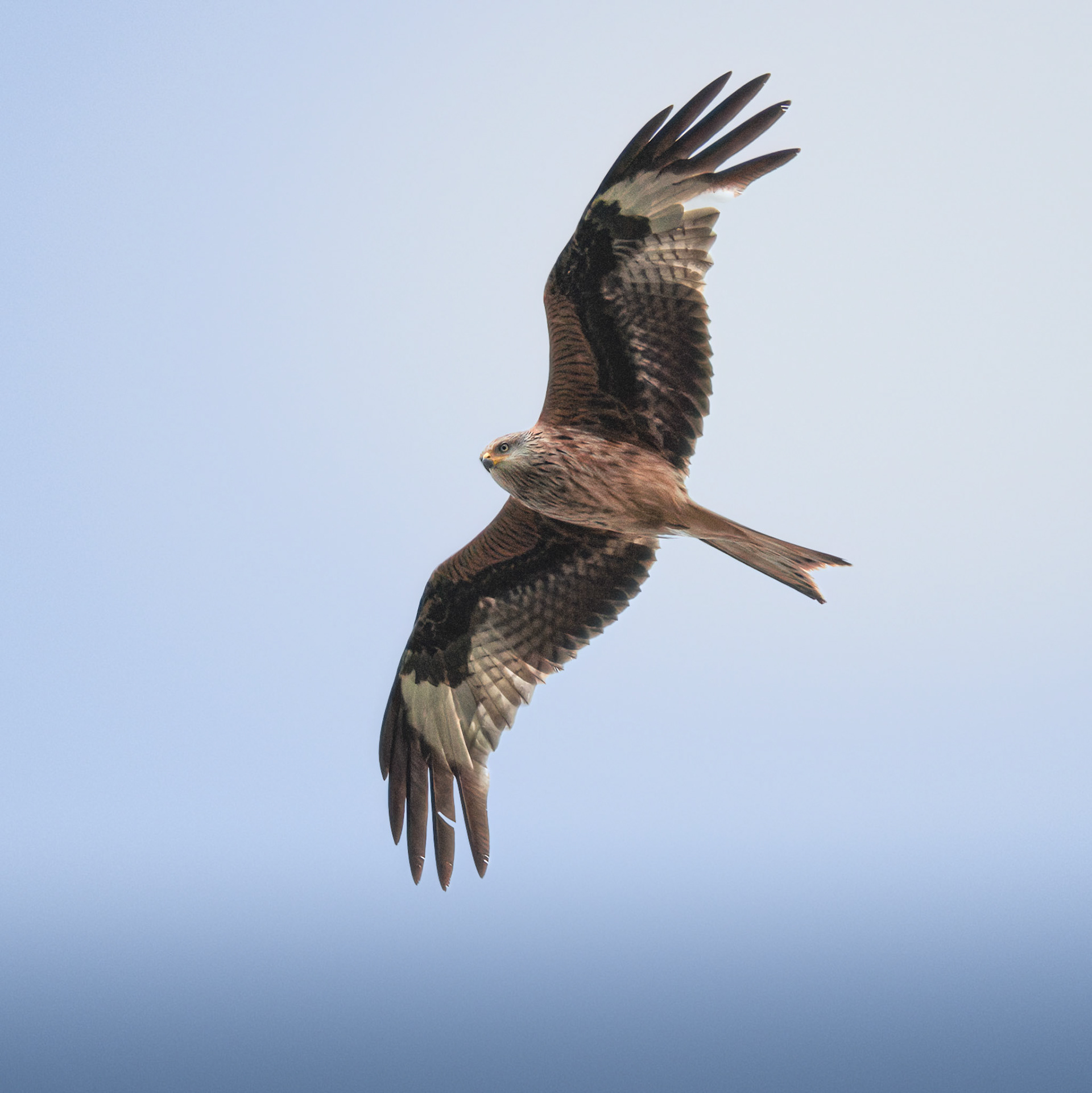 Redkite