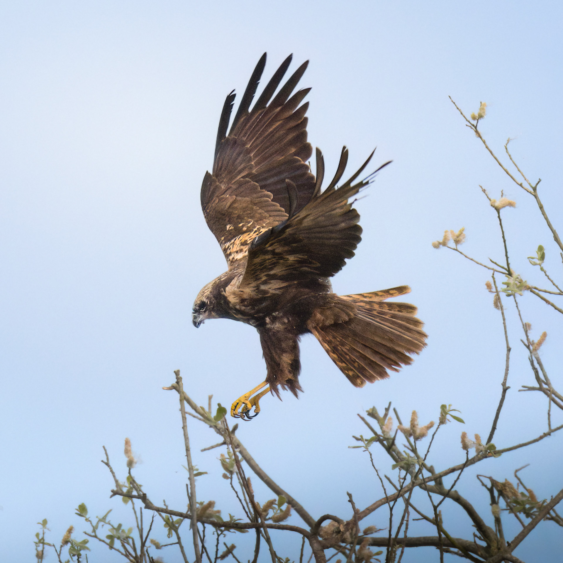 Marsh Harrier