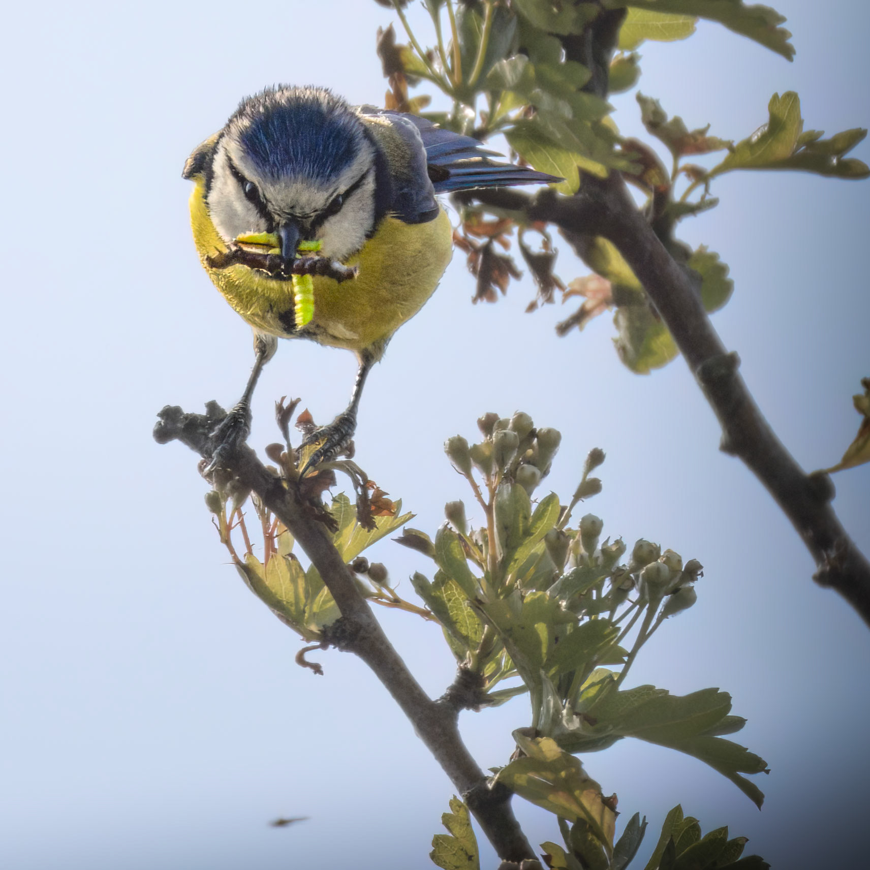 Blue Tit