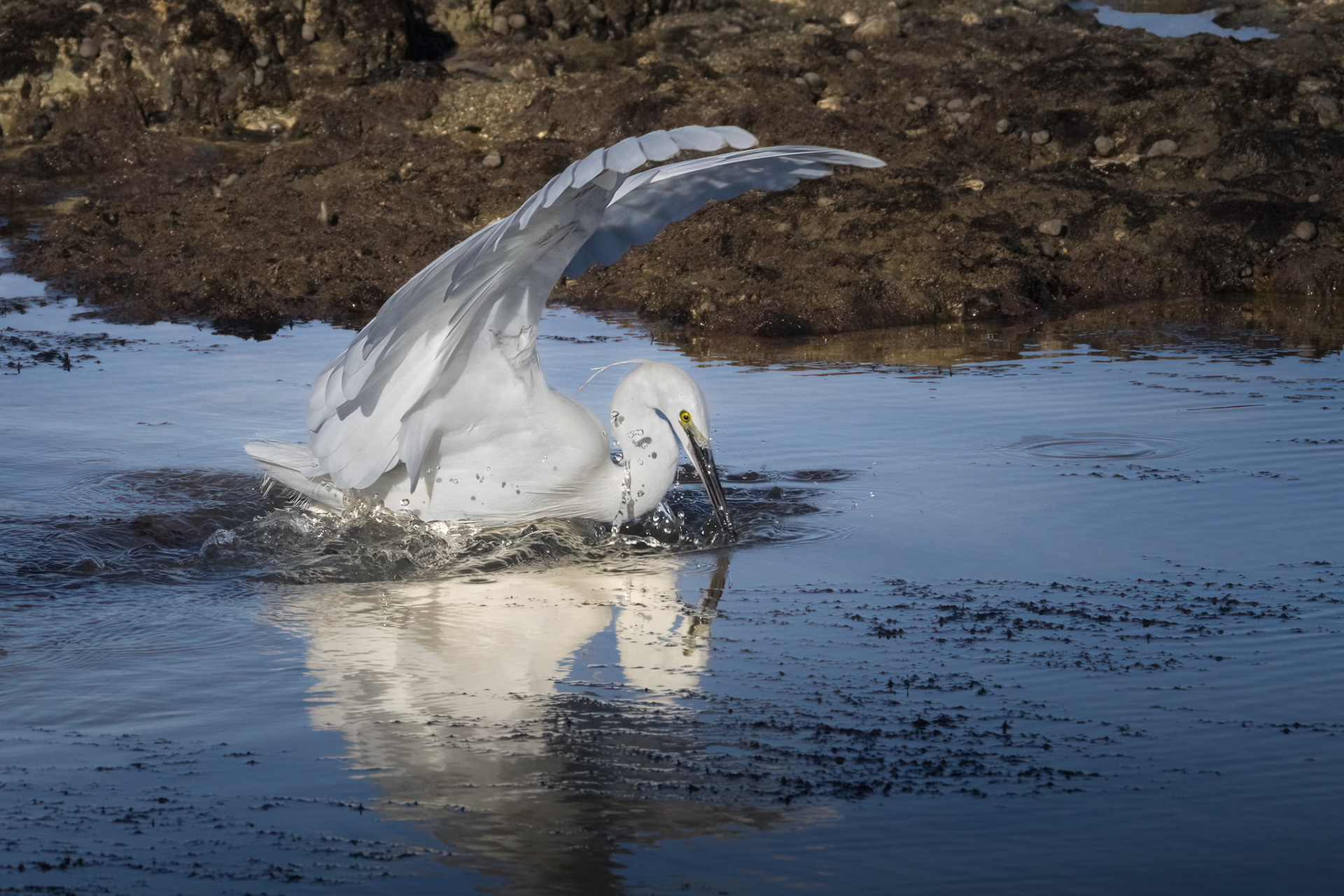 Little Egret