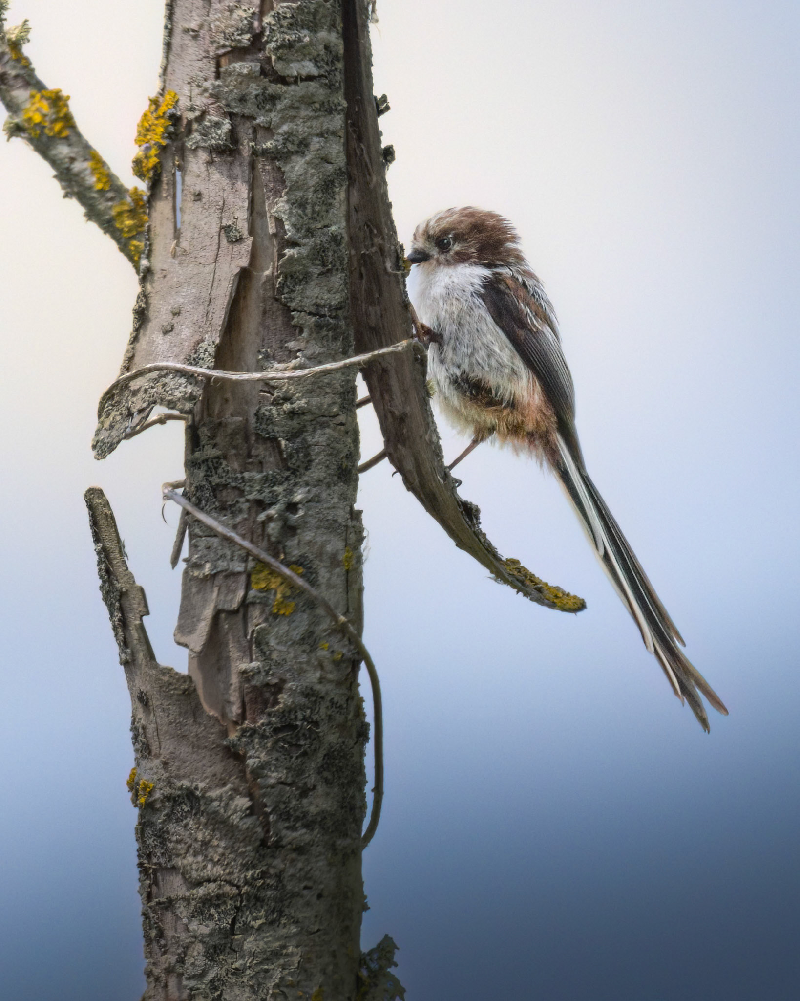 Long-Tailed Tit