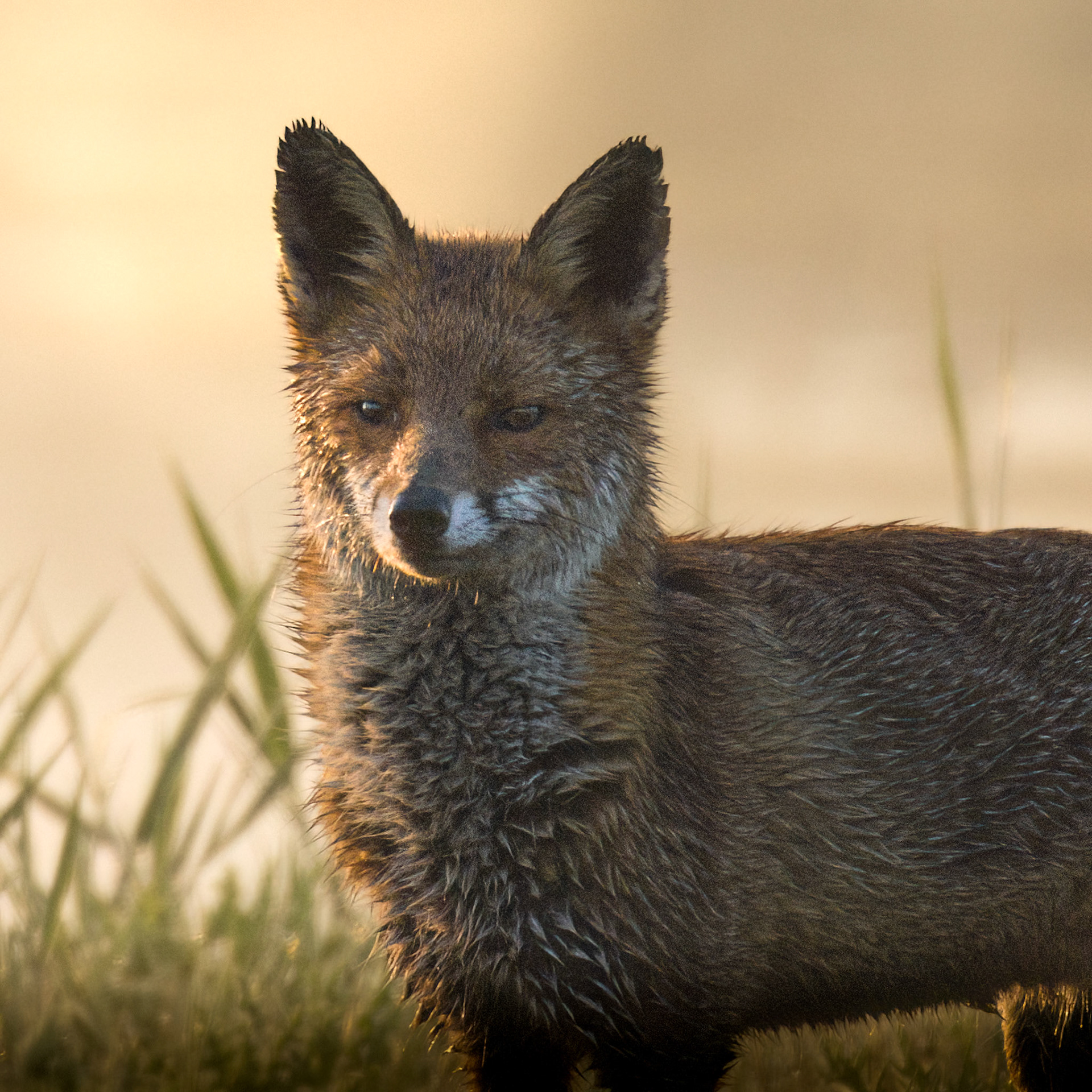 Female Fox at sunrise