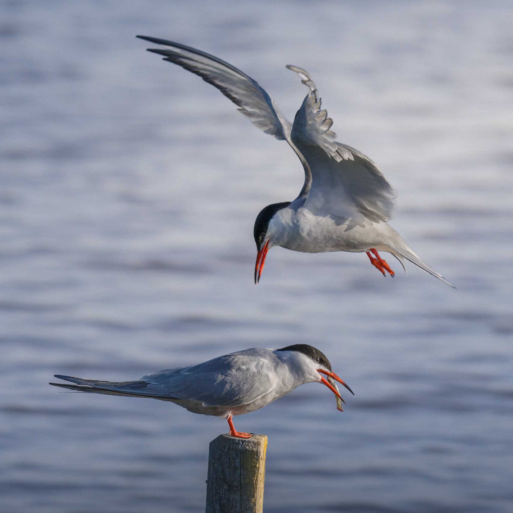 Common Tern