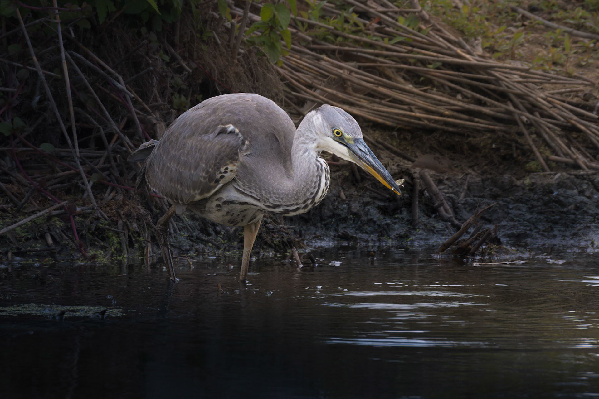 Grey Heron