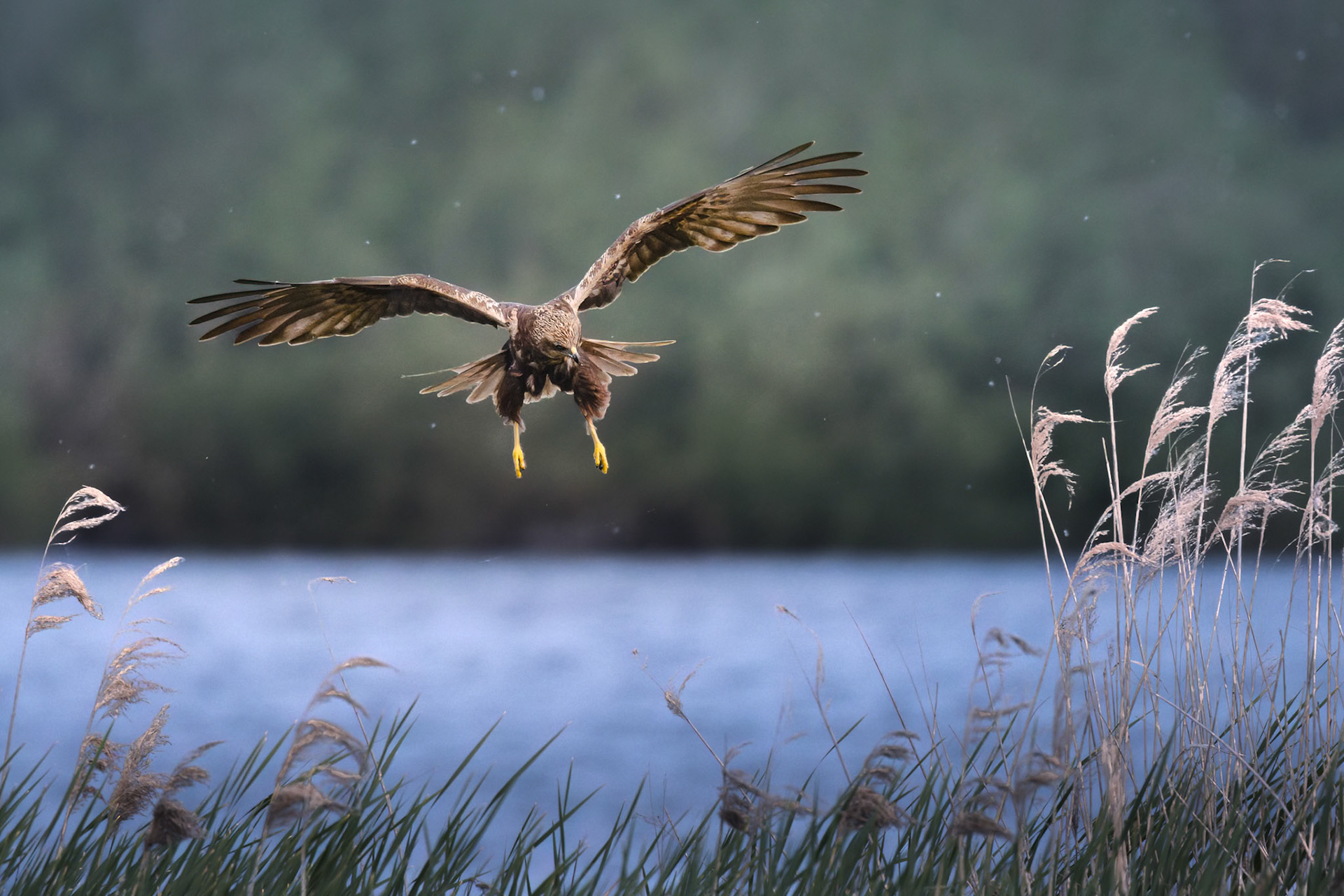 Marsh Harrier