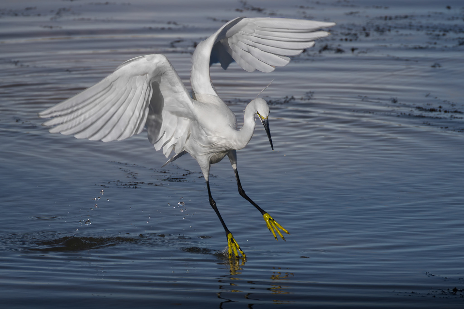 Little Egret