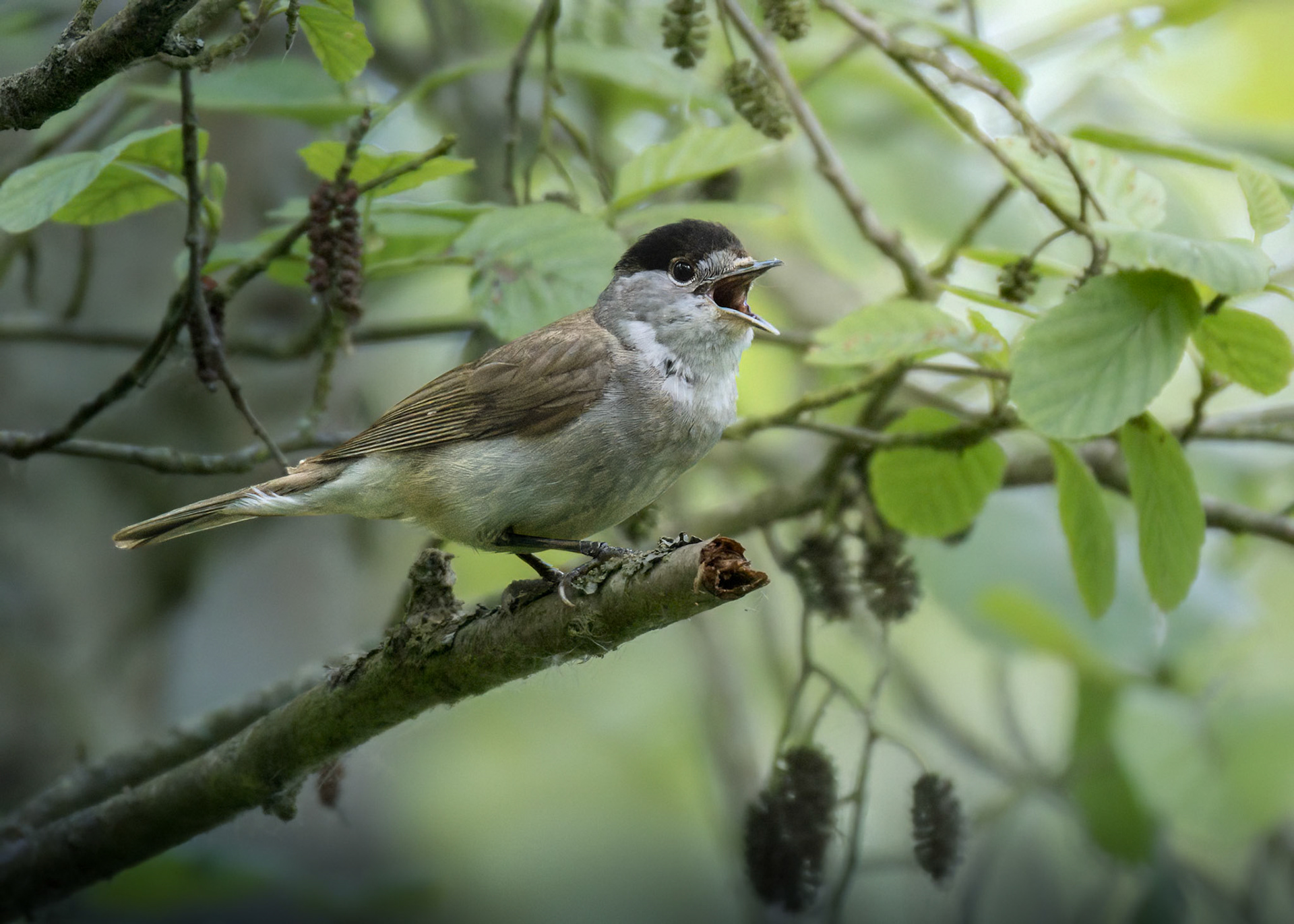 Blackcap