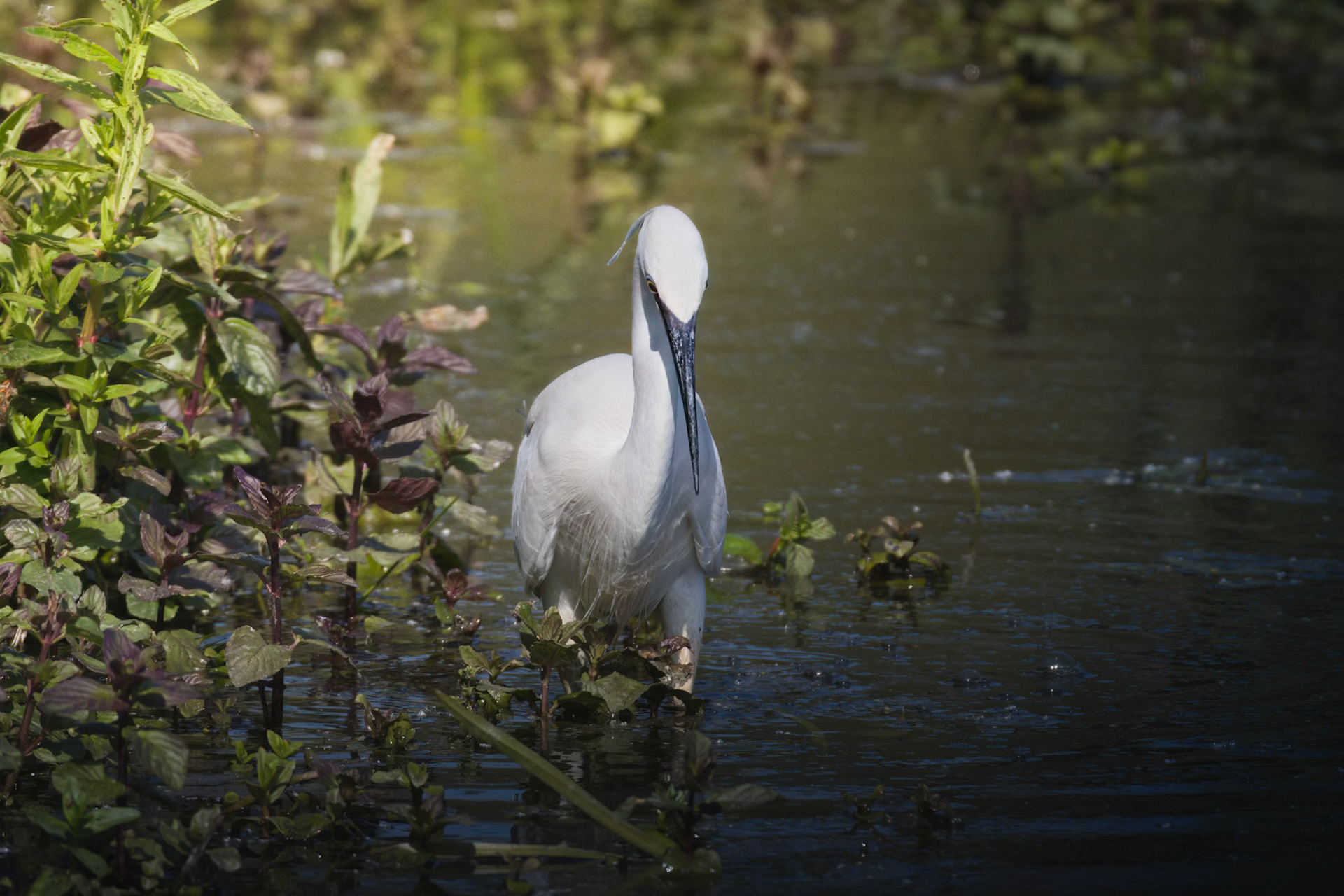 Little Egret