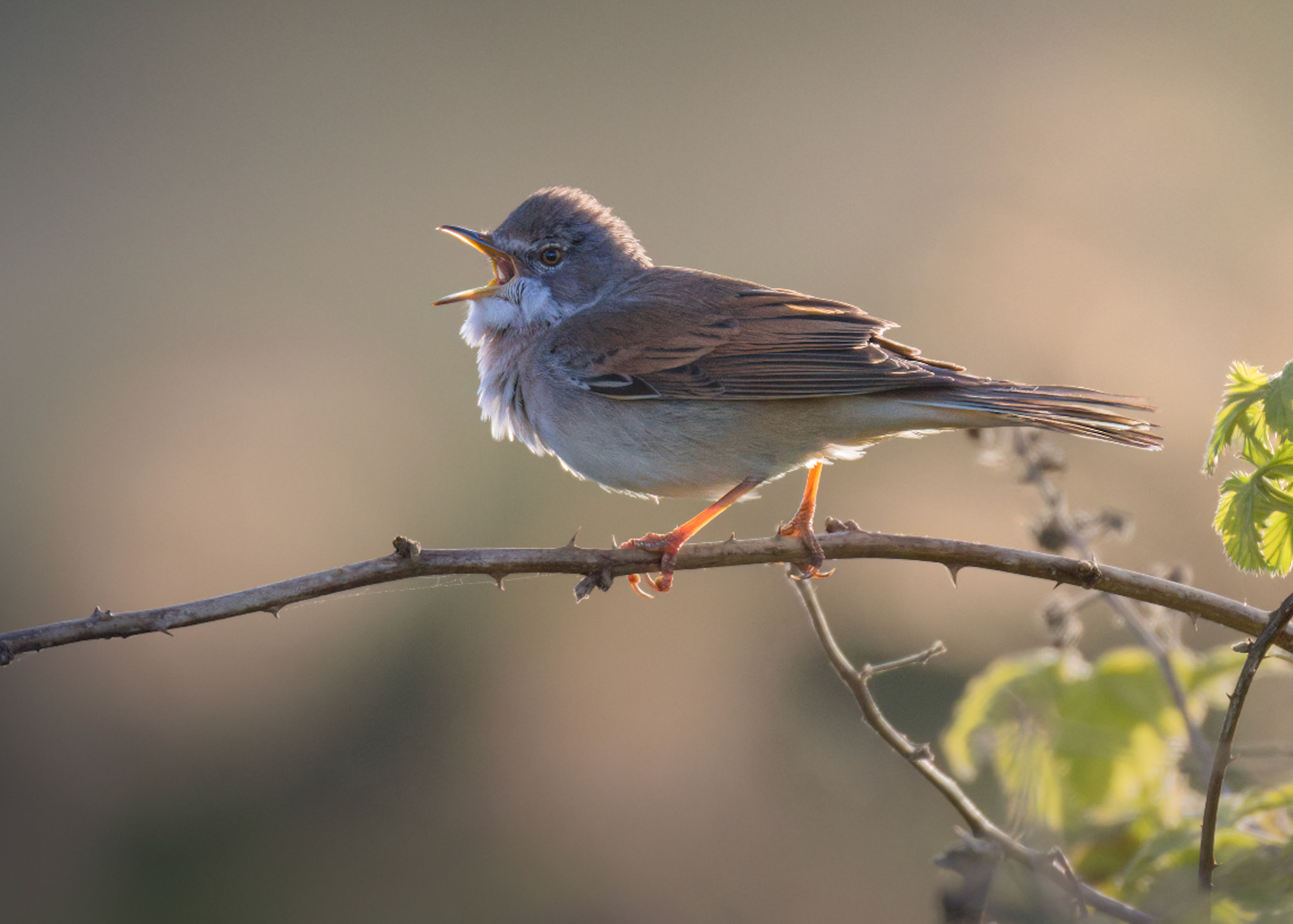 Greater Whitethroat