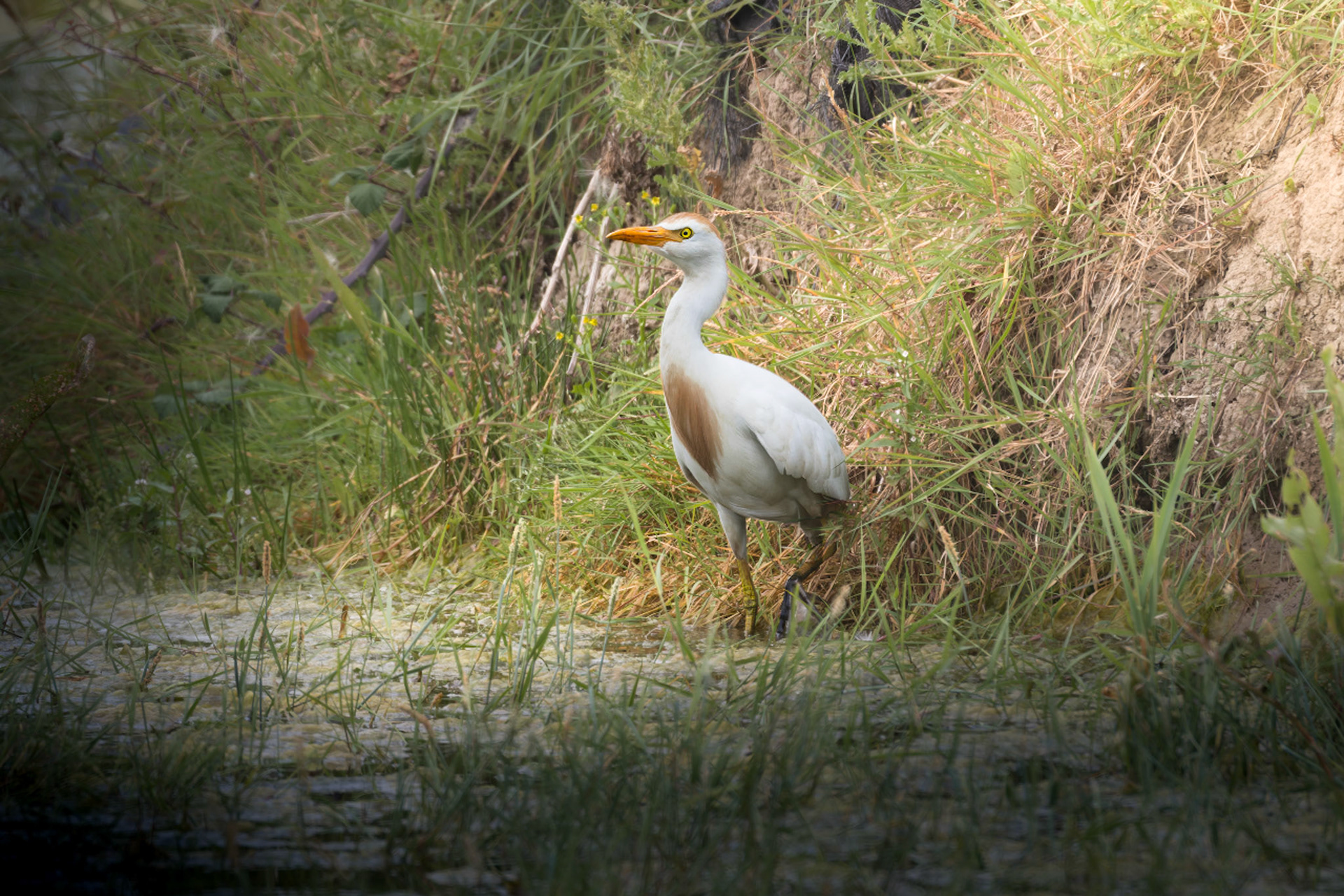 Cattle Egret