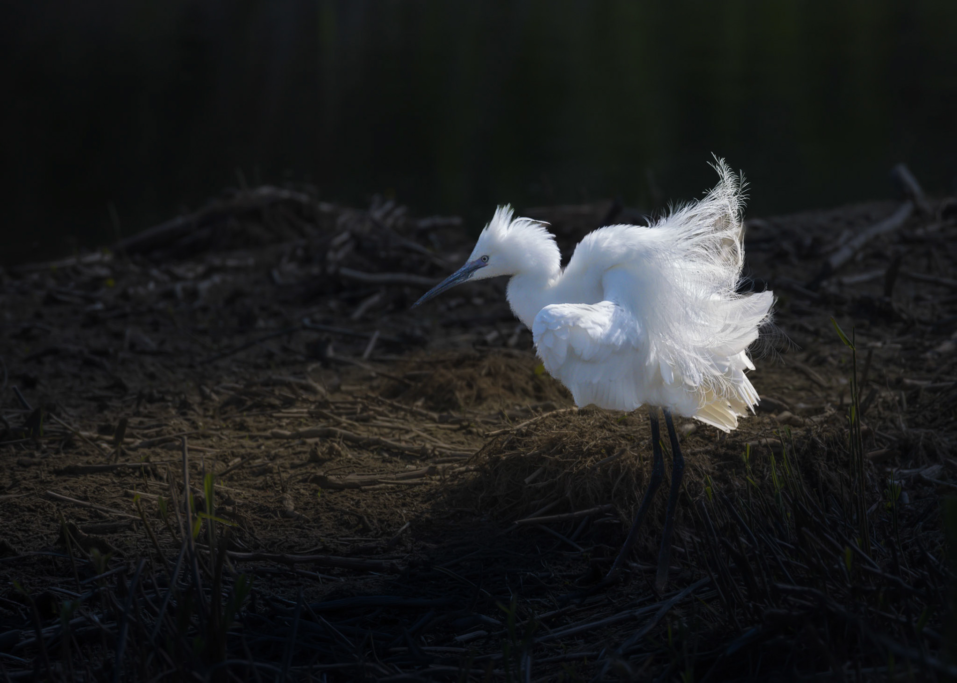 Little Egret