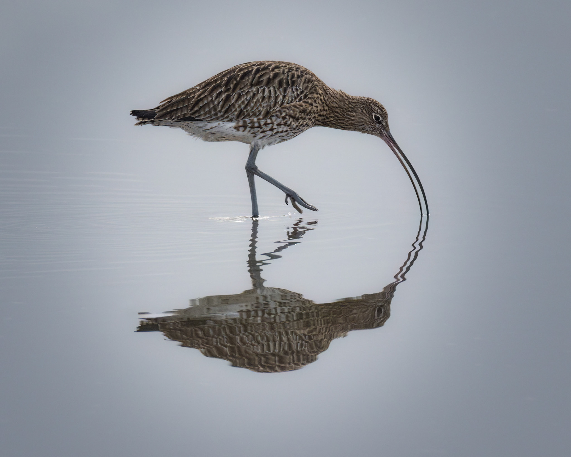 Curlew