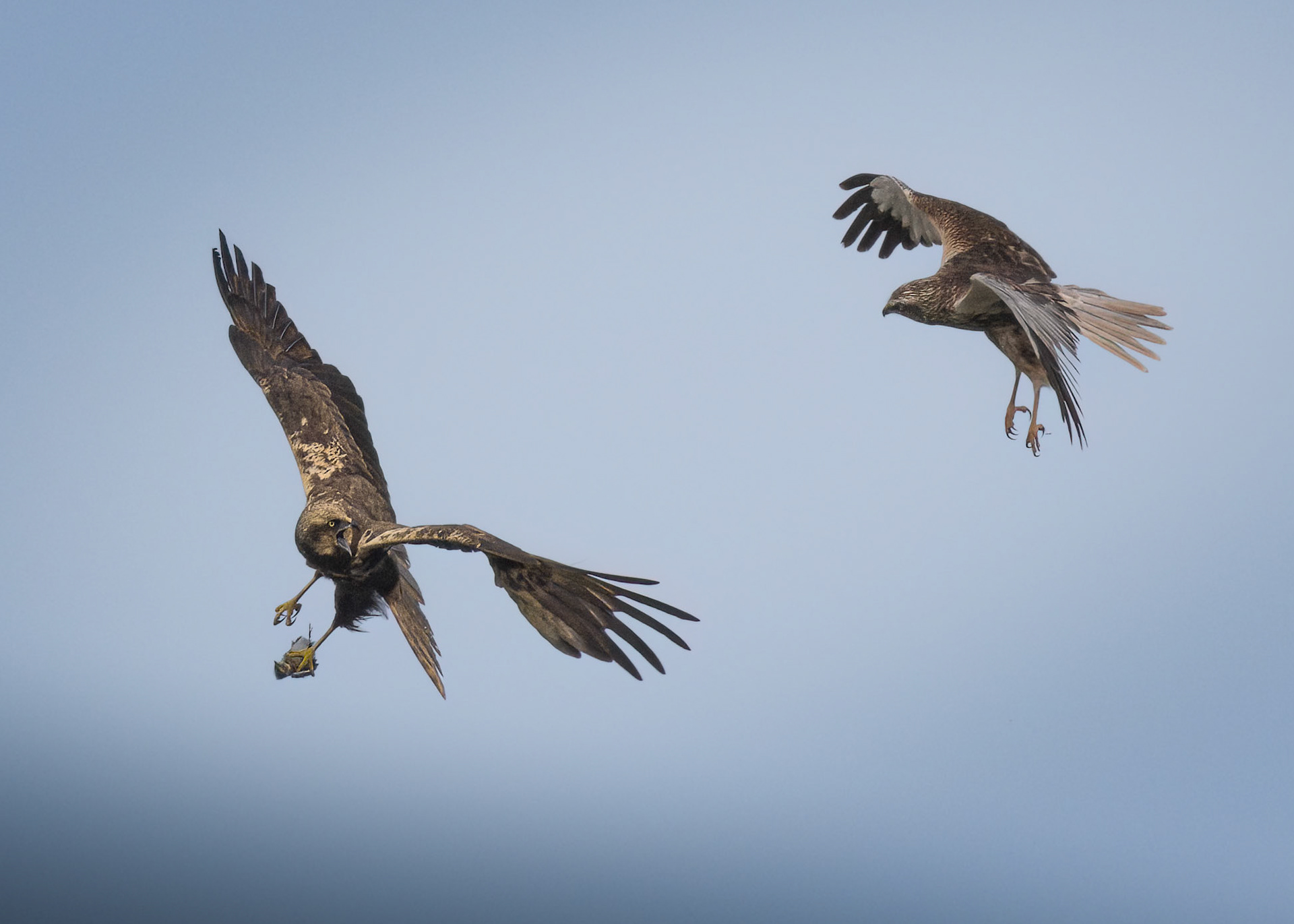 Marsh Harrier