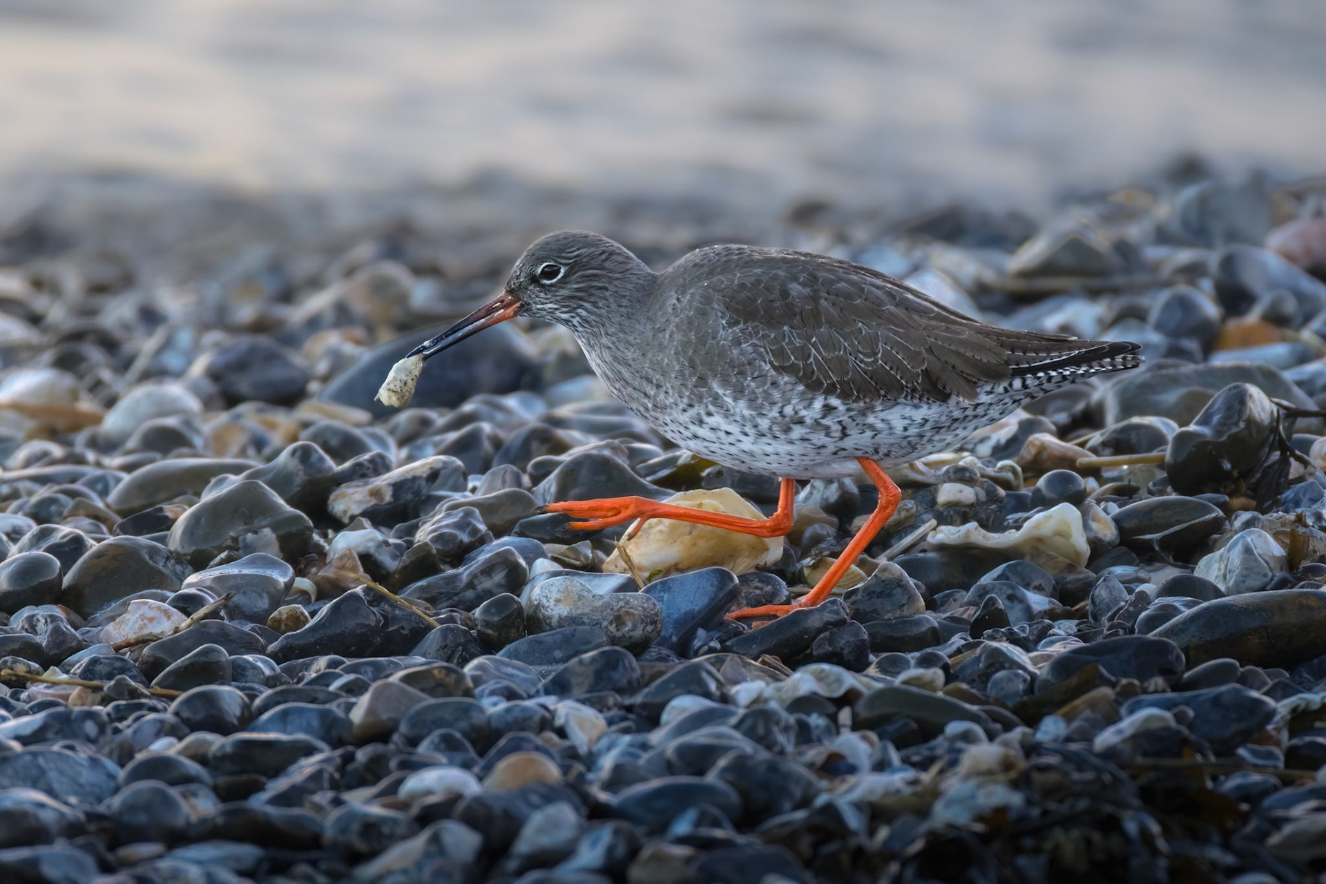 Redshank