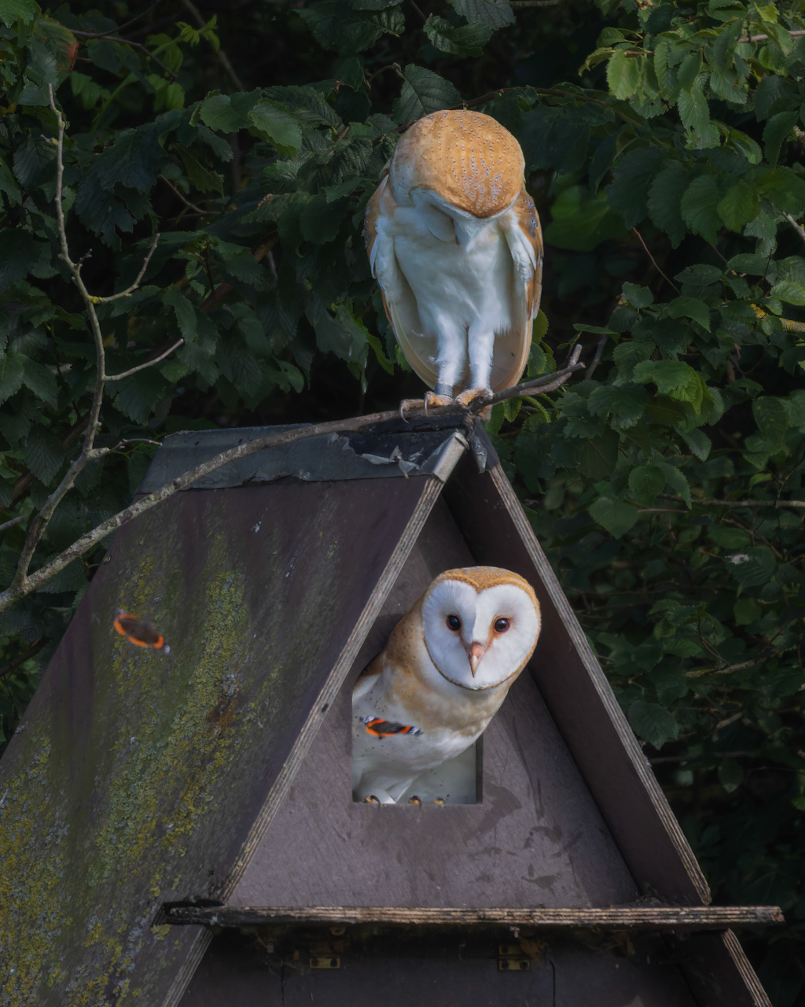 Juvenile Barn Owl