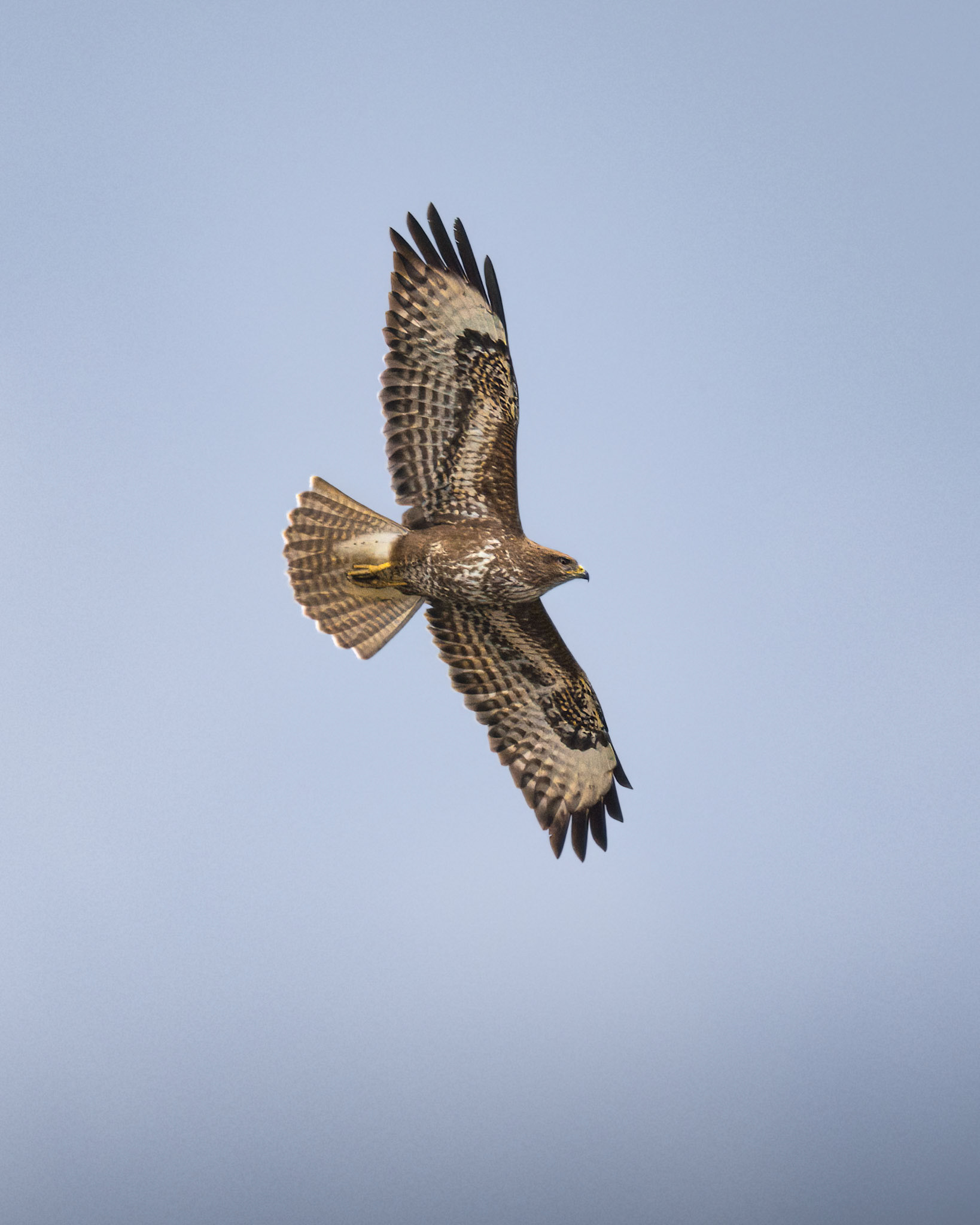 Common Buzzard