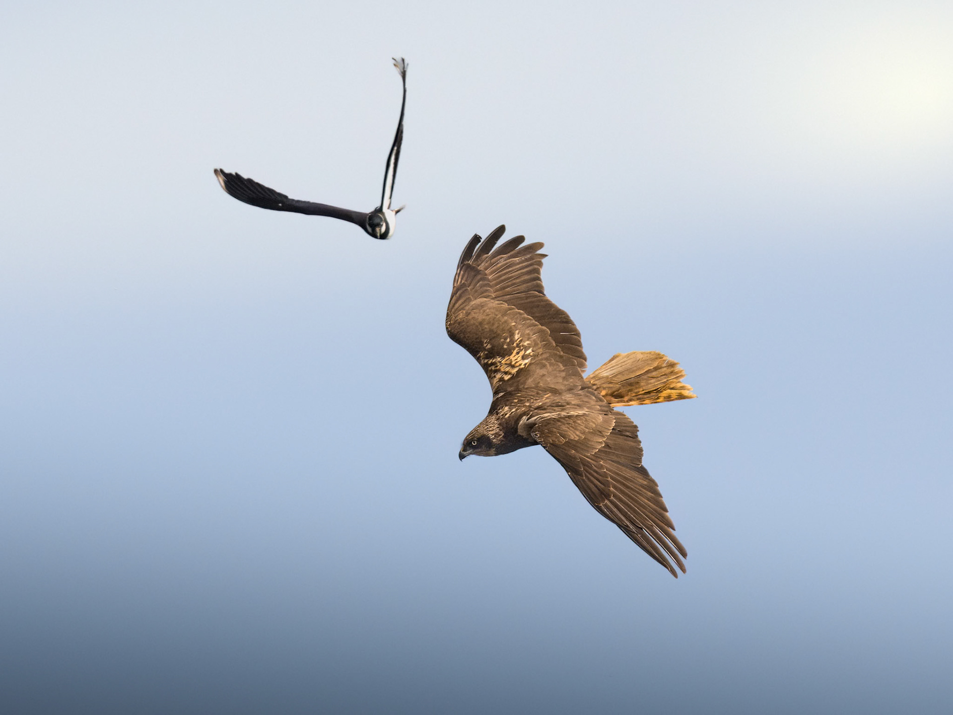 Marsh Harrier