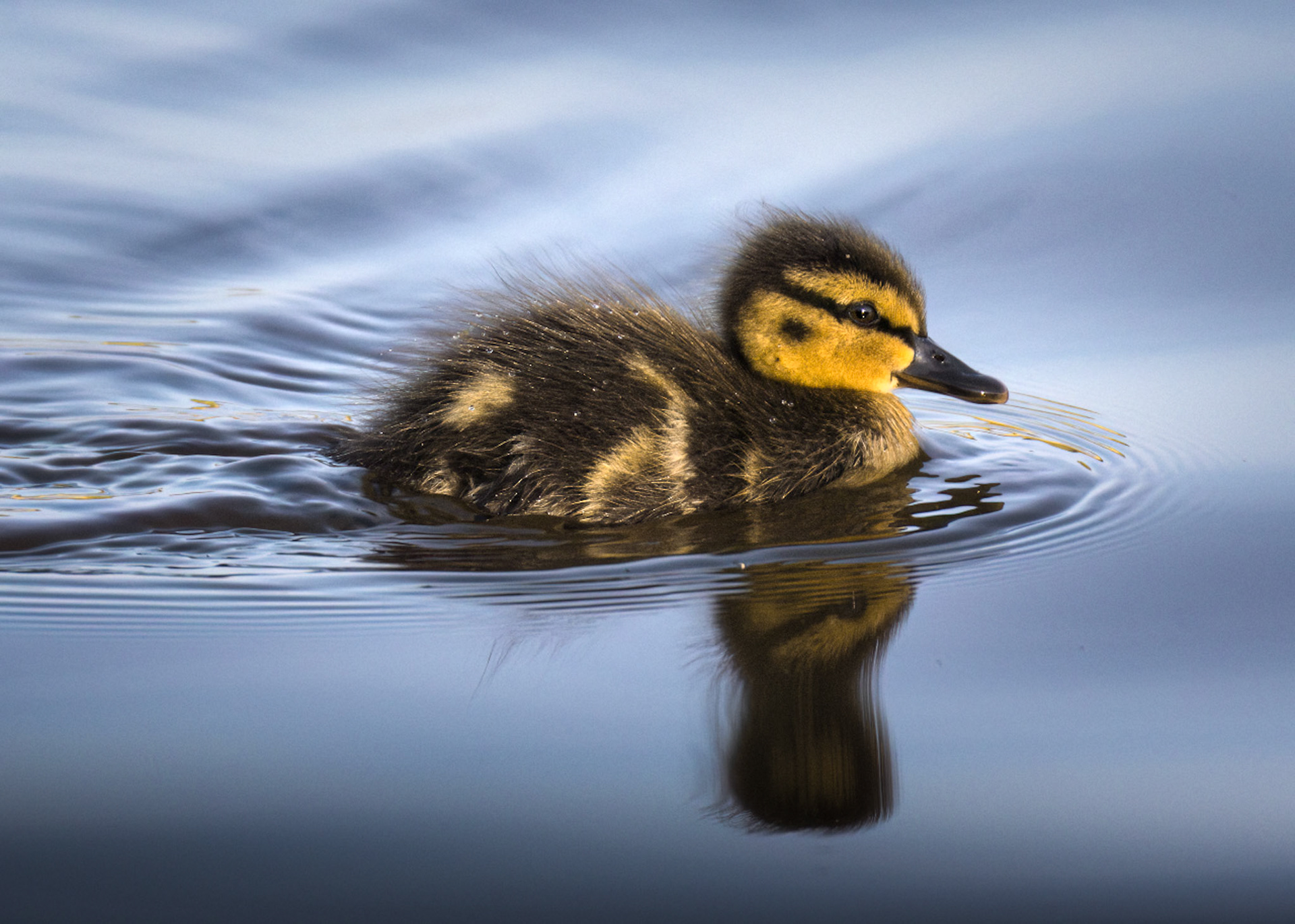 Gadwall Duck Chick