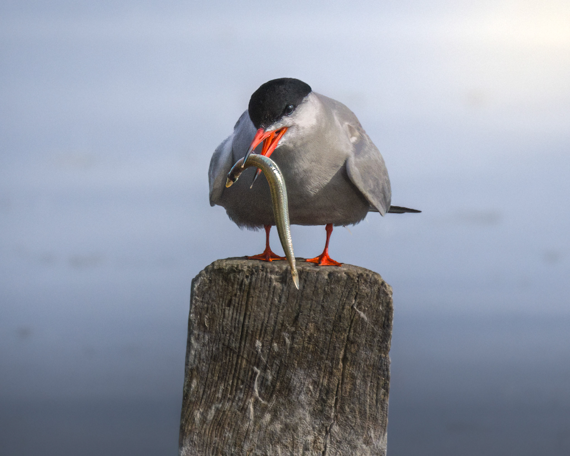 Common Tern