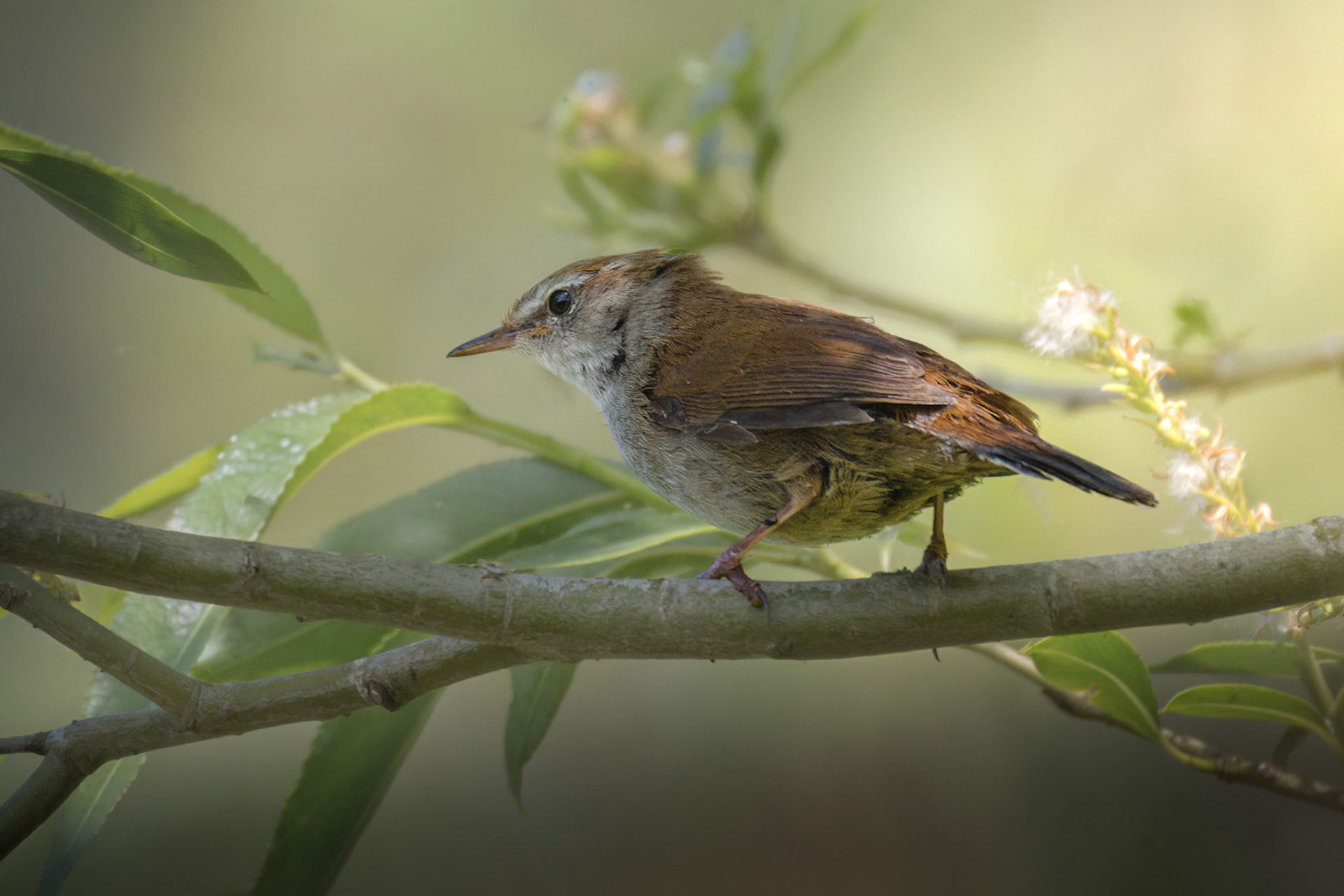 Cettis Warbler