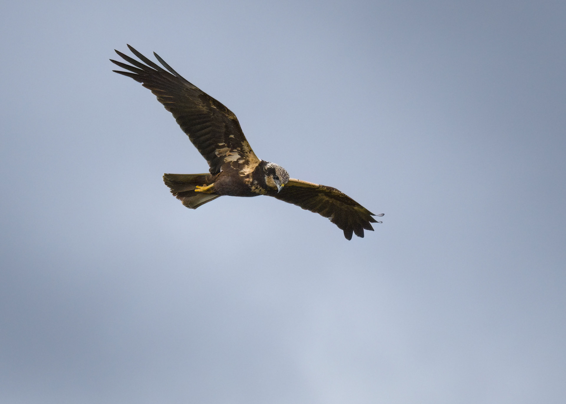 Marsh Harrier
