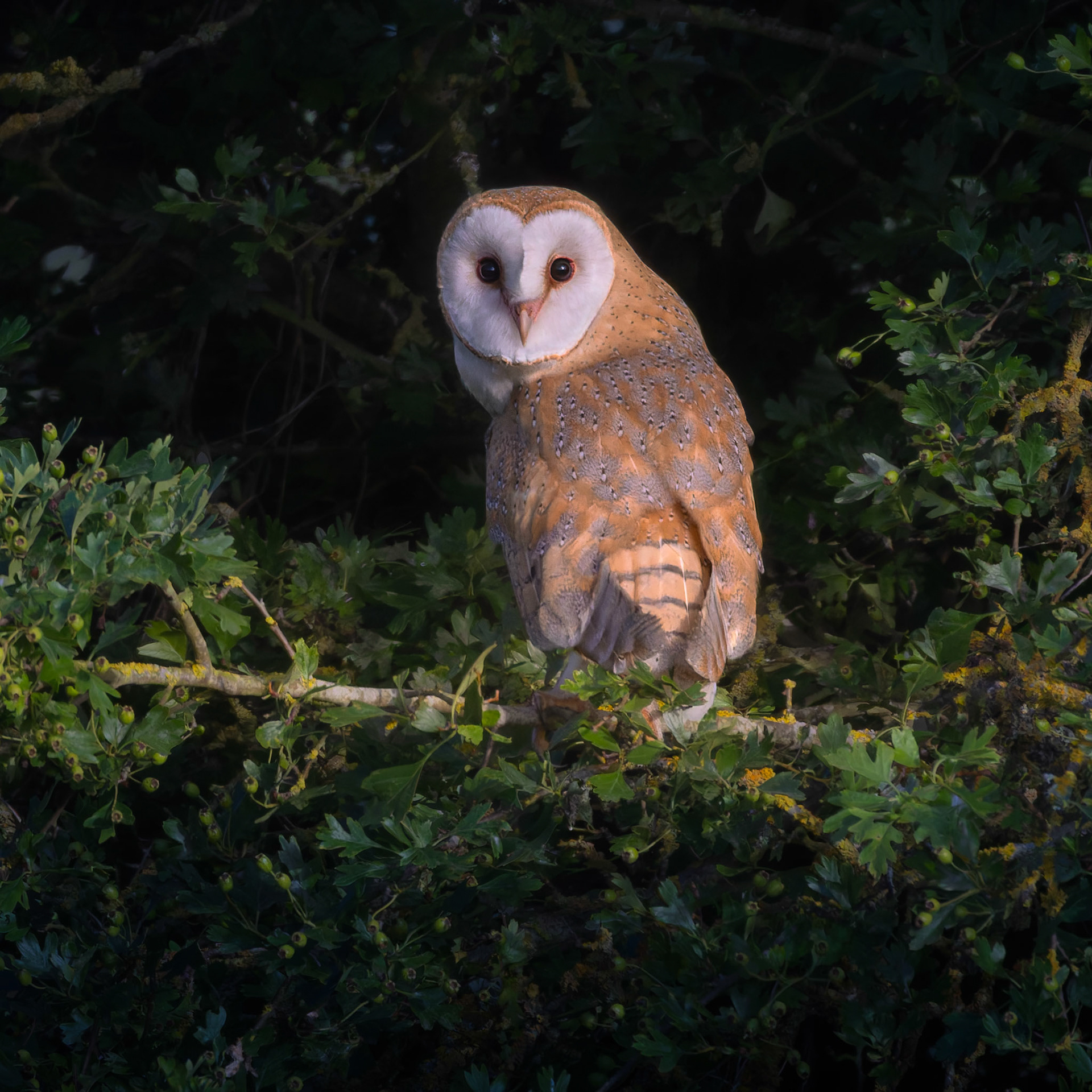 Juvenile Barn Owl