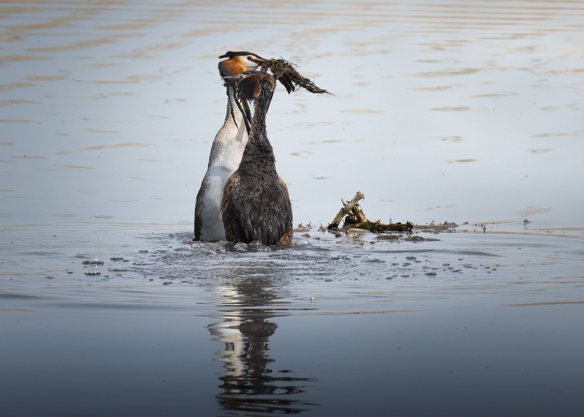 Great-Crested Grebe