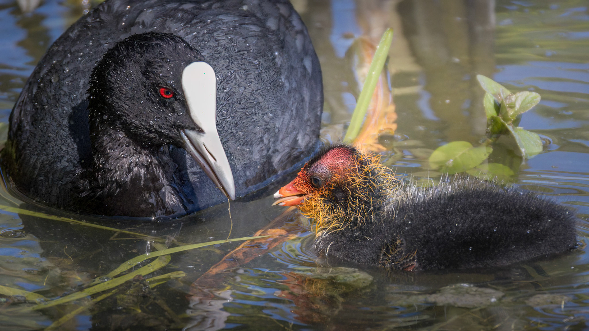 Coot Mum & Chick