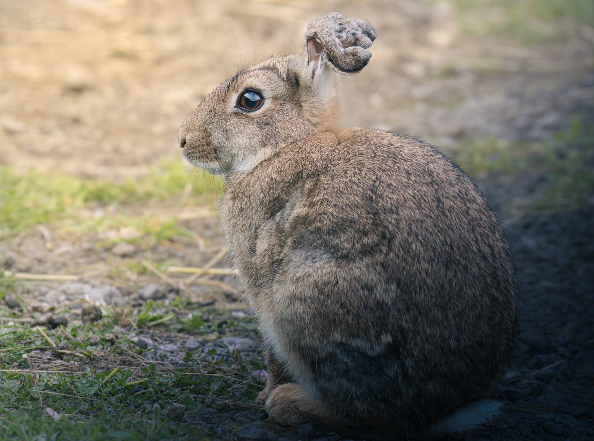 Common Rabbit