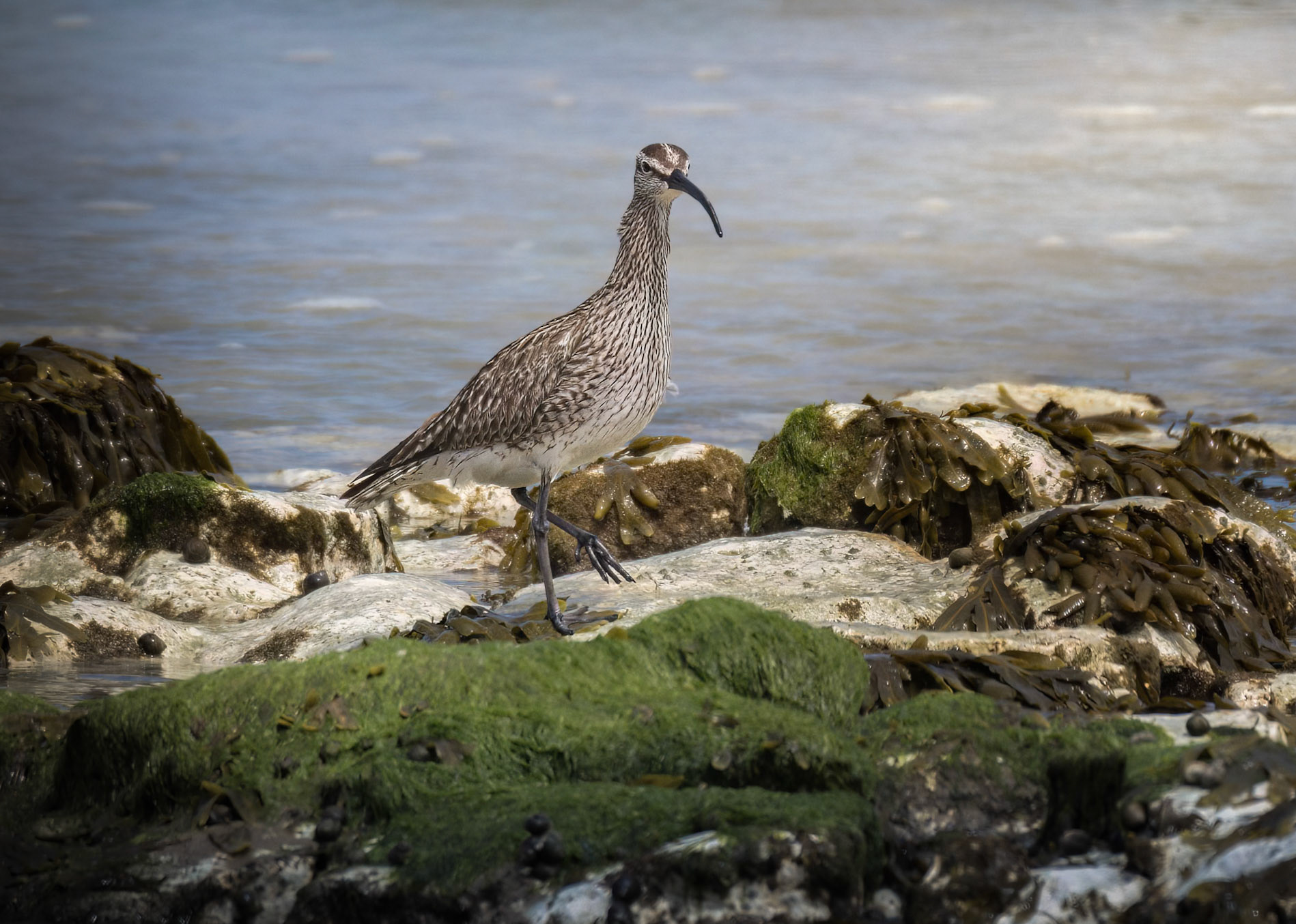 Eurasian Whimbrel