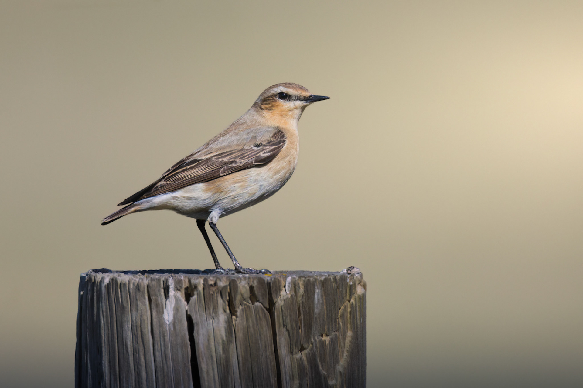 Wheatear