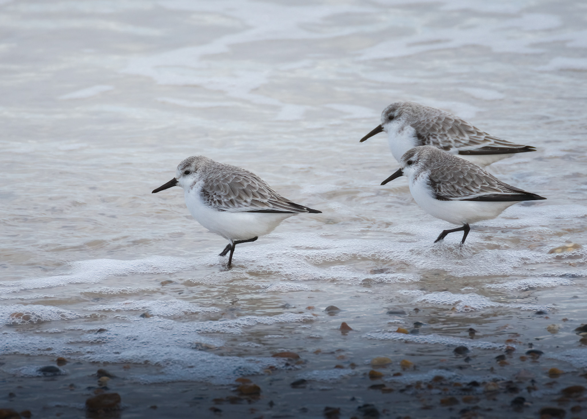 Sanderlings