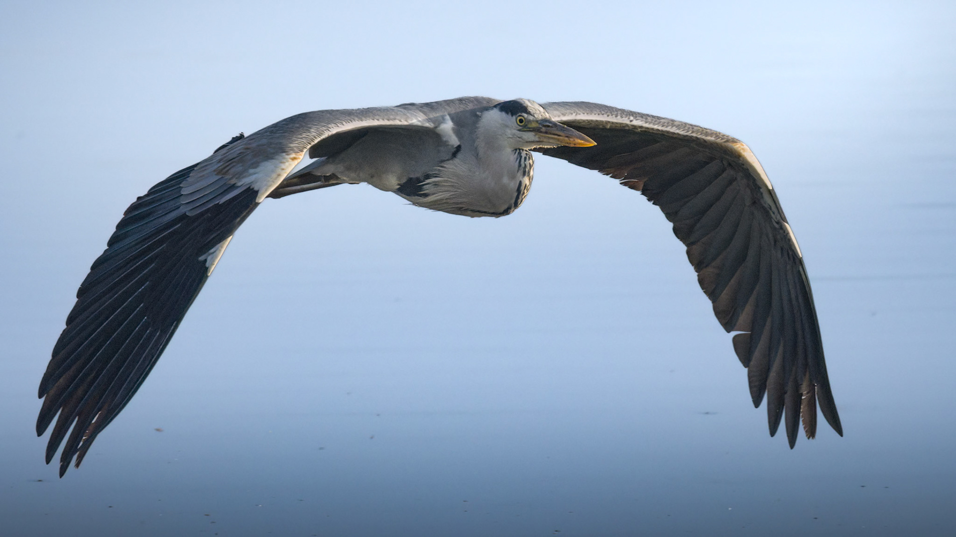 Grey Heron