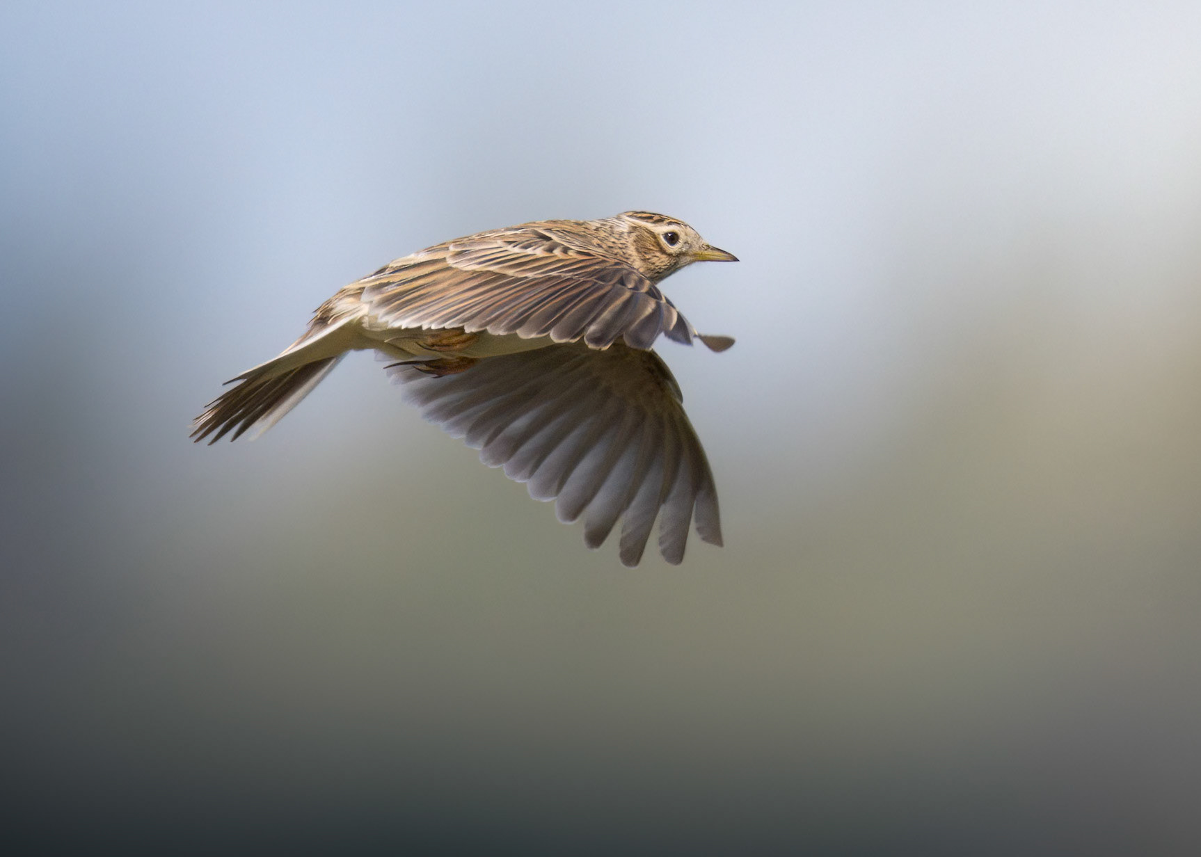 Skylark