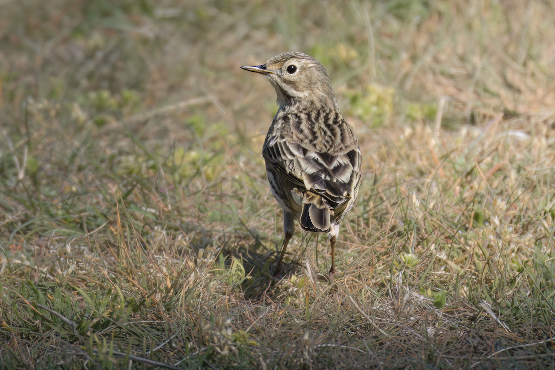 Skylark