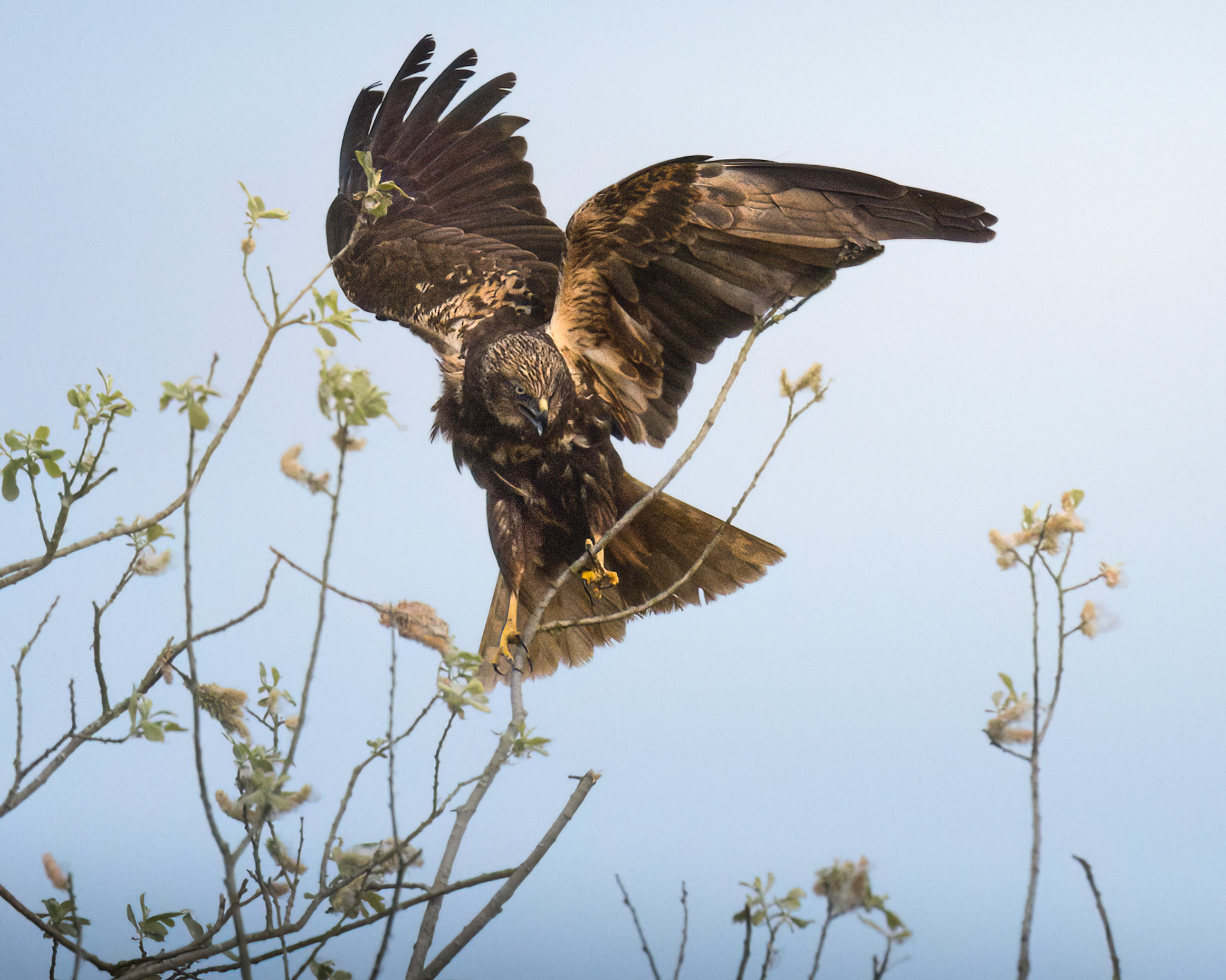 Marsh Harrier