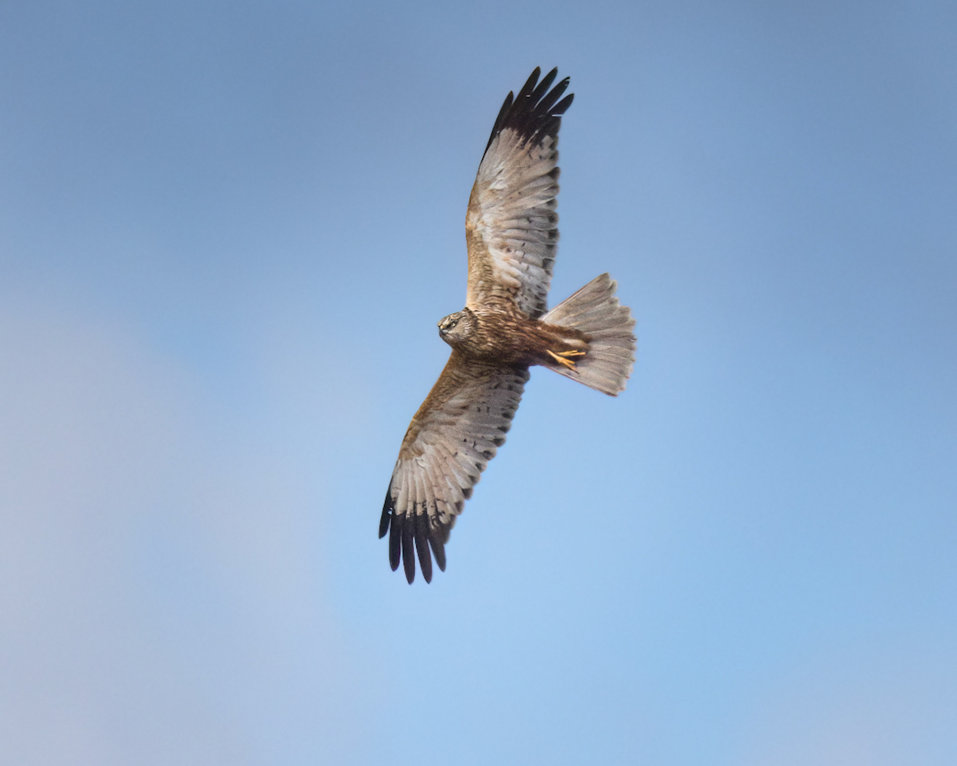 Marsh Harrier