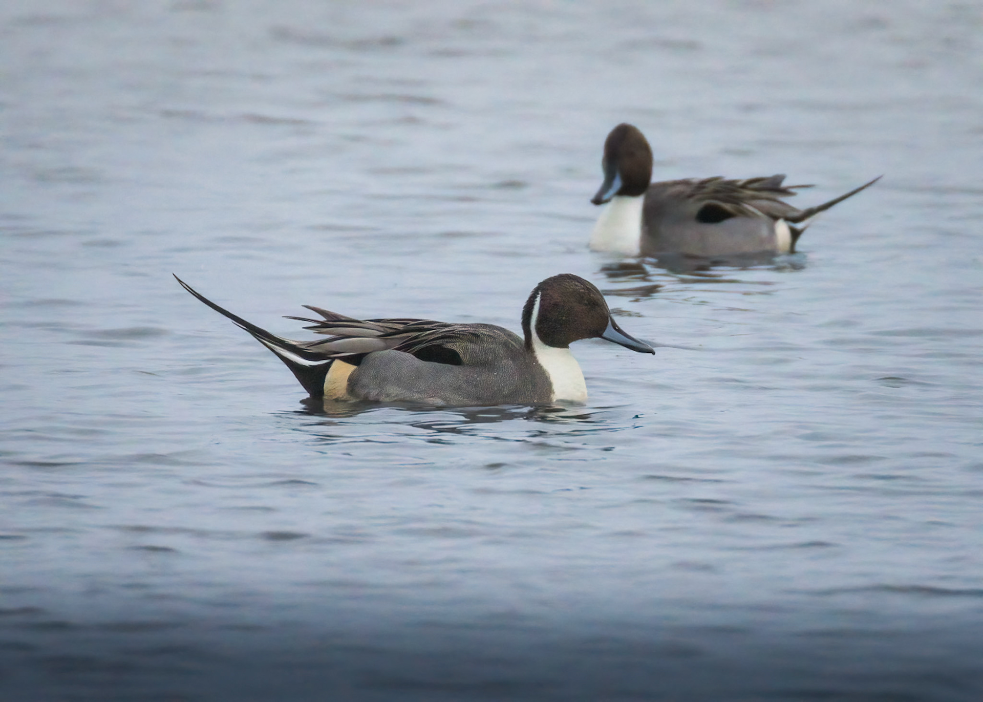 Pintail Duck
